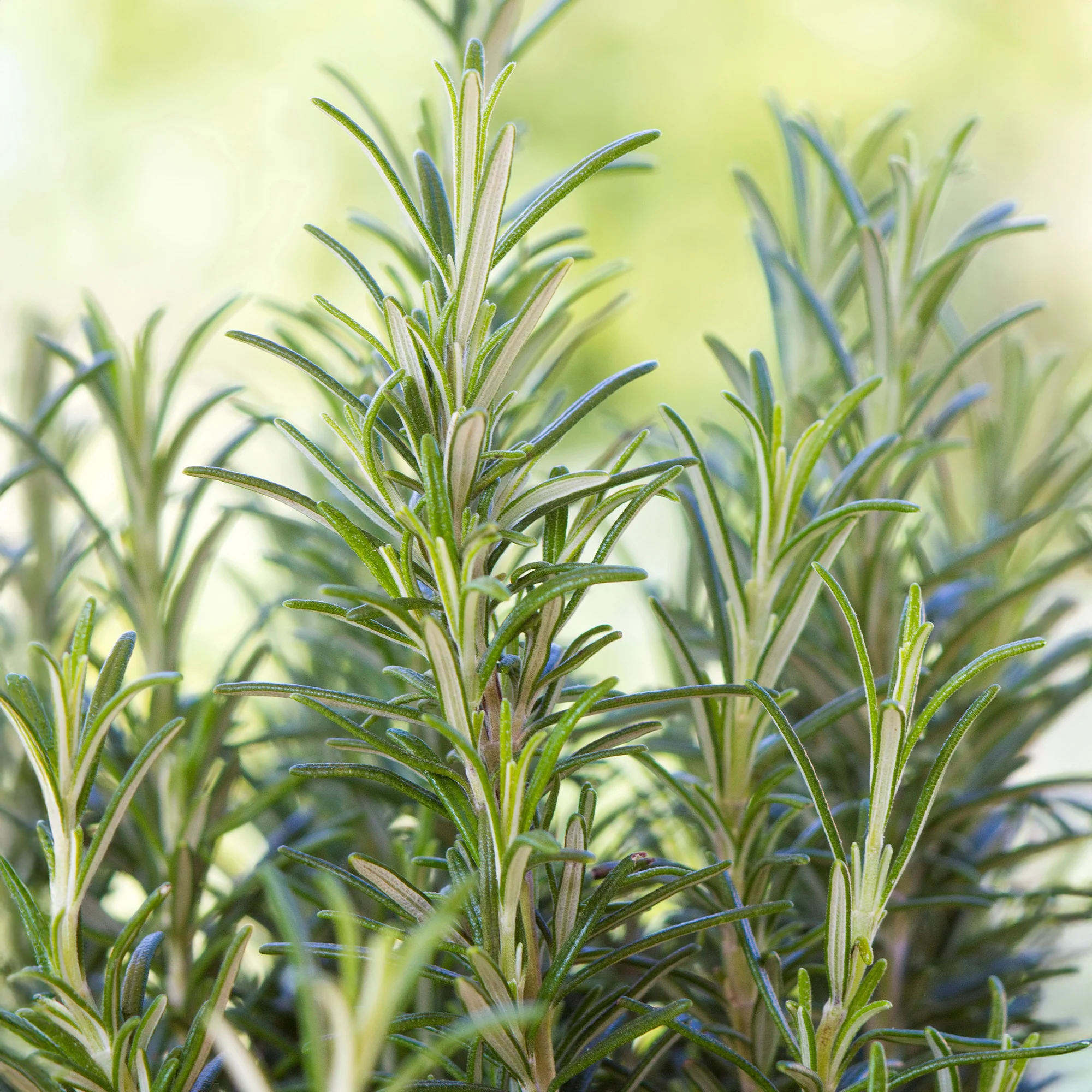 Romarin officinale - Image 5