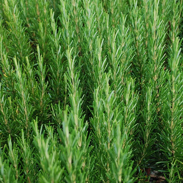 Romarin officinale - Image 7