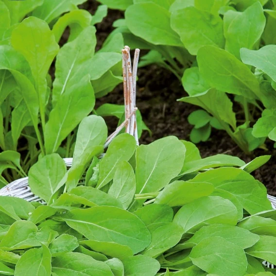 Roquette Pronto