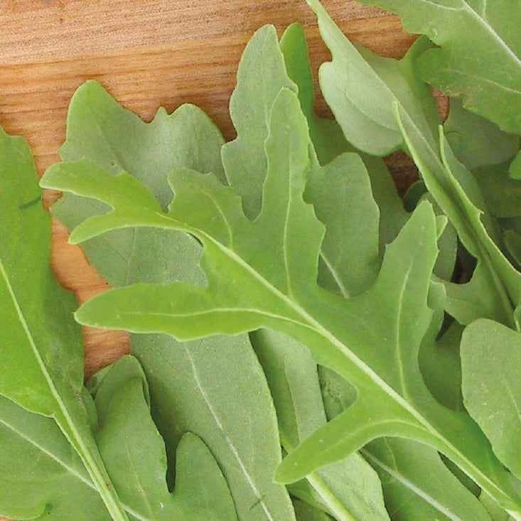 Roquette sauvage Rocky Wild Bio