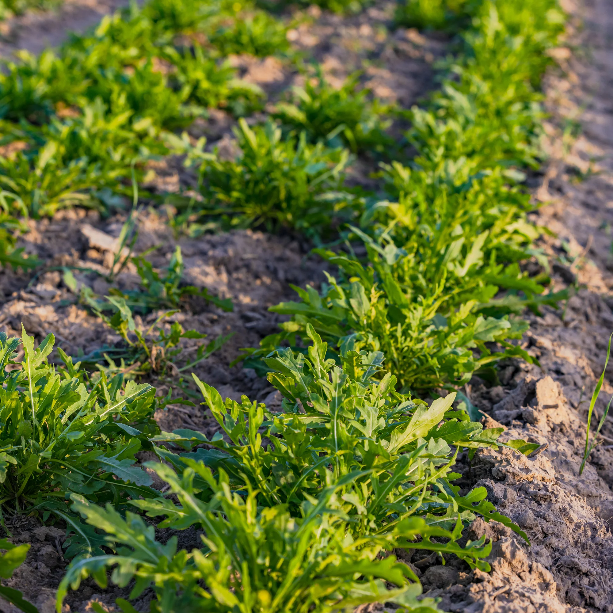 Roquette sauvage Rocky Wild Bio - Image 2