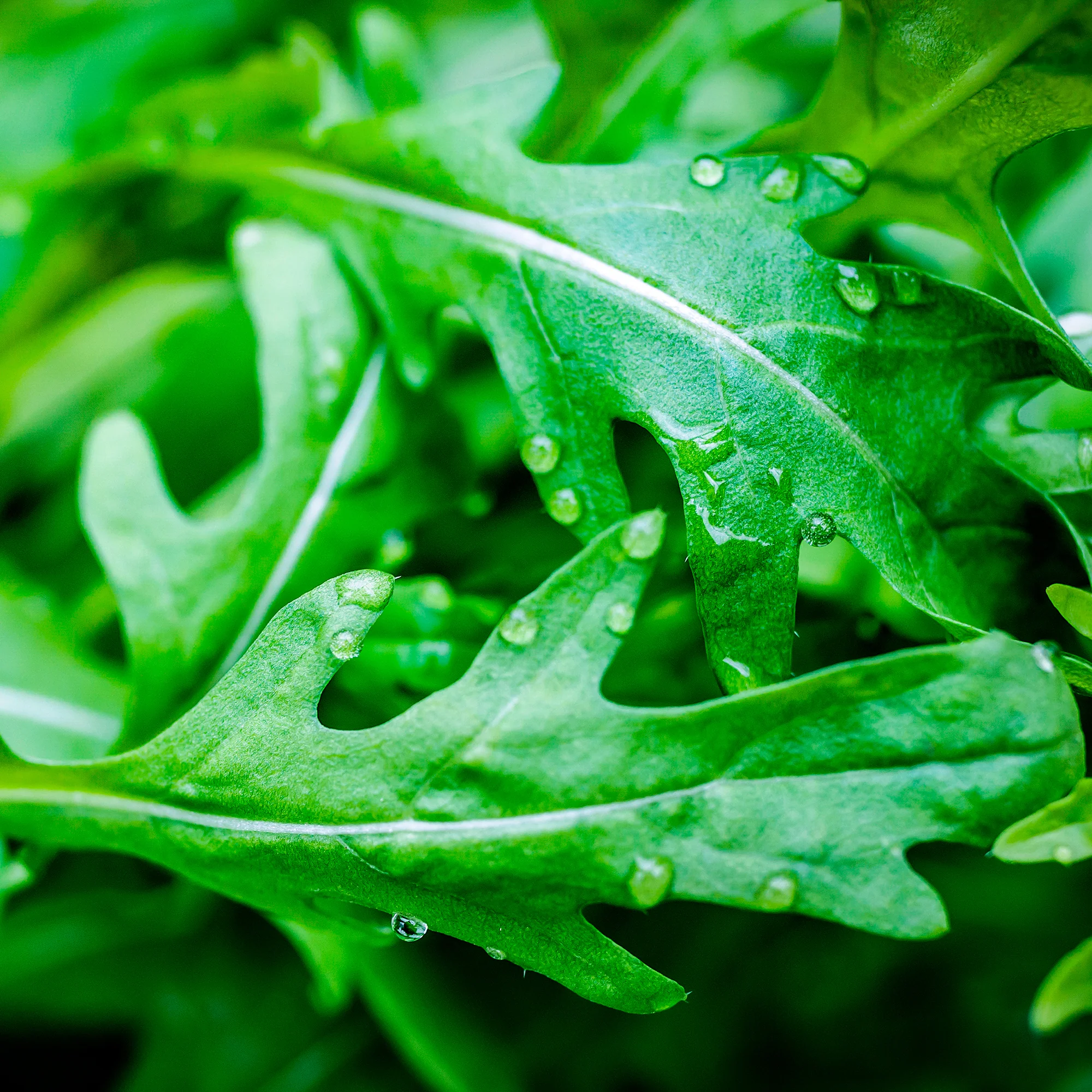 Roquette Wildfire (Wasabi)