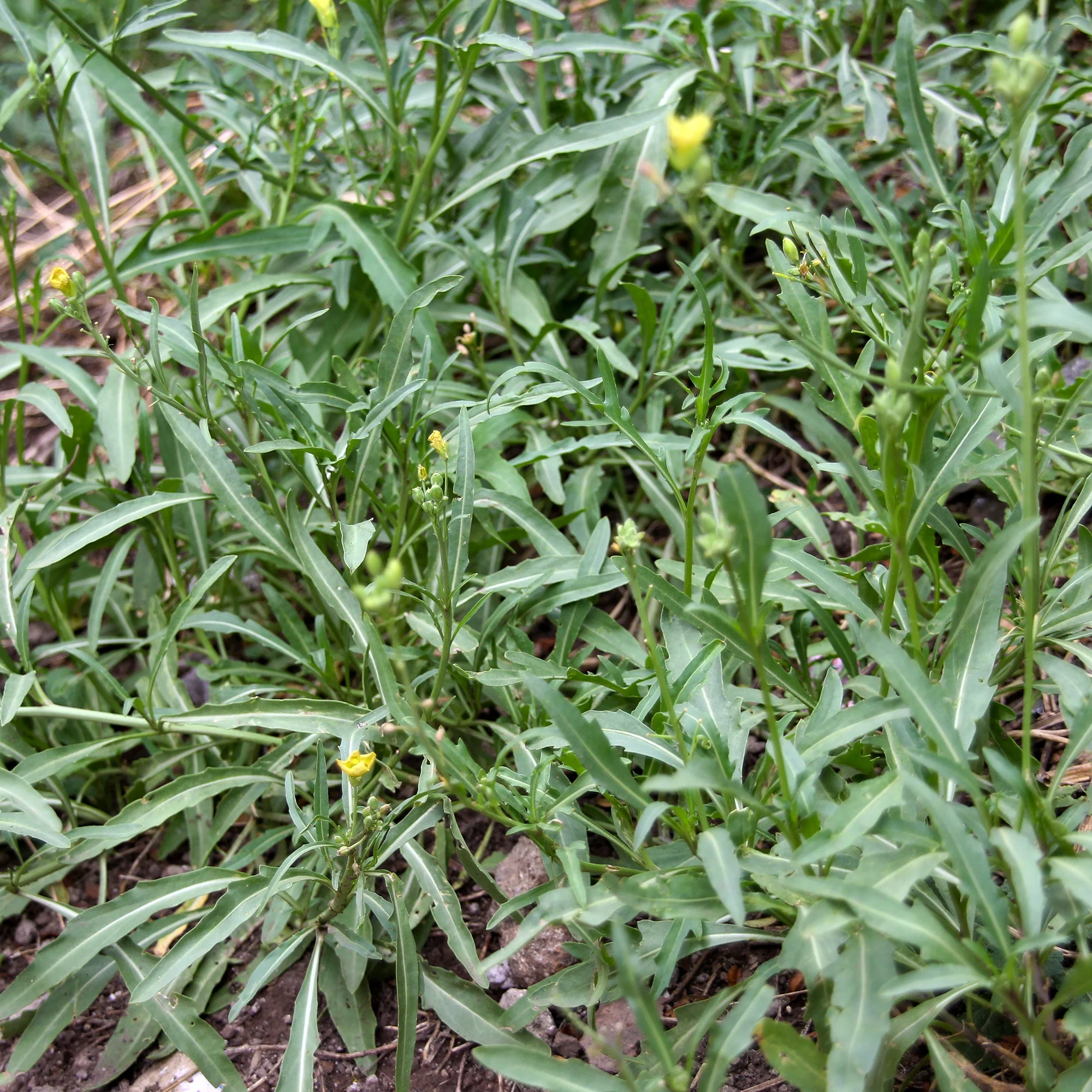 Roquette Wildfire (Wasabi) - Image 2