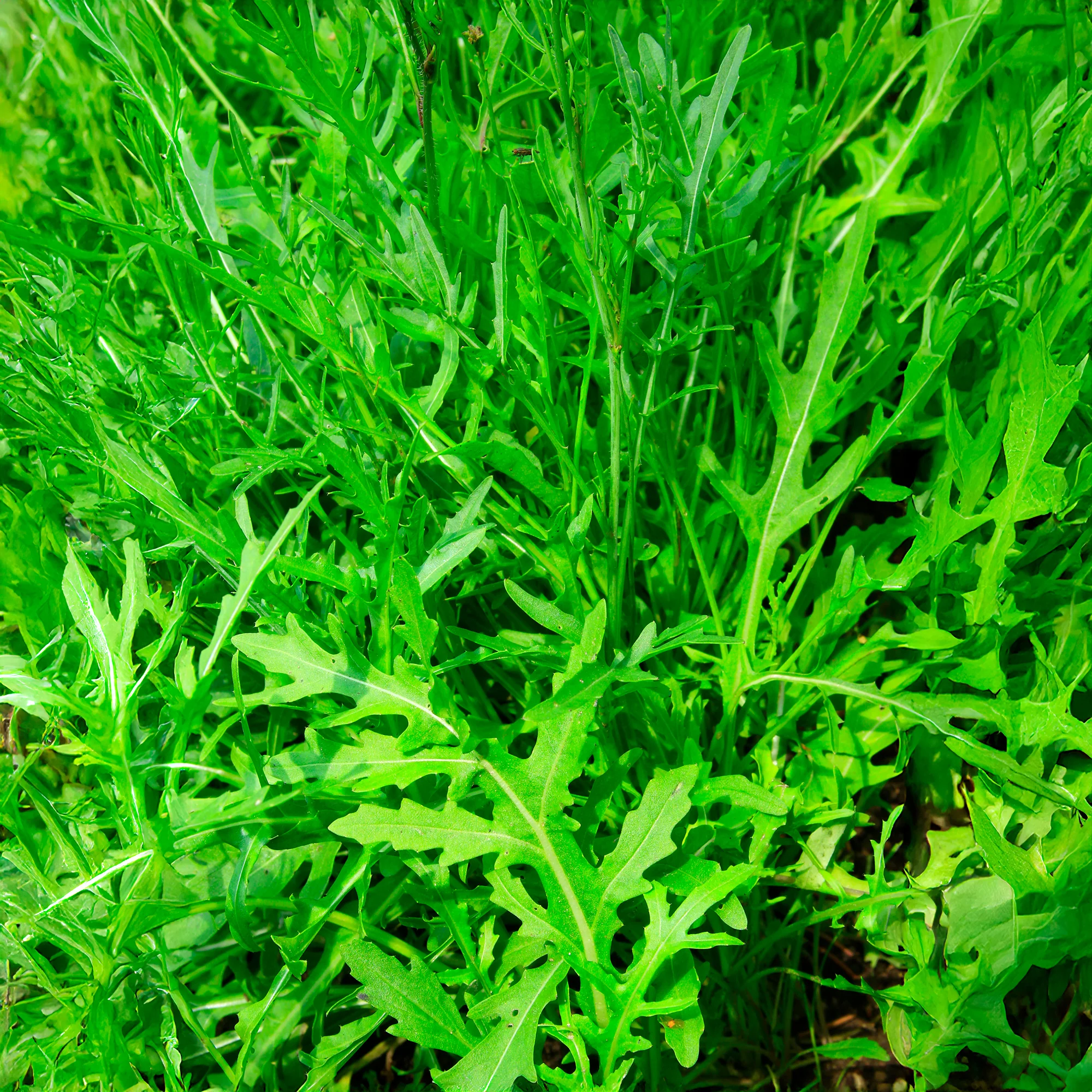 Roquette Wildfire (Wasabi) - Image 3