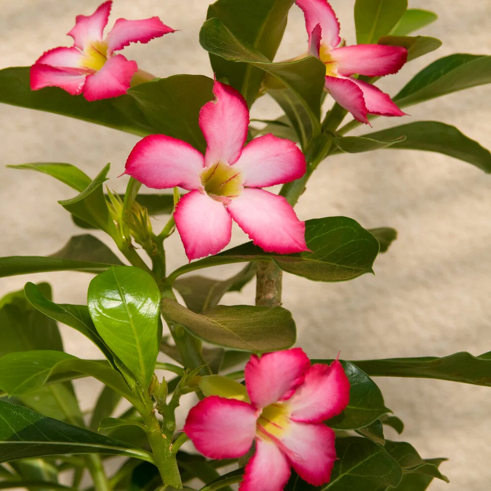 Rose du désert - Image 2