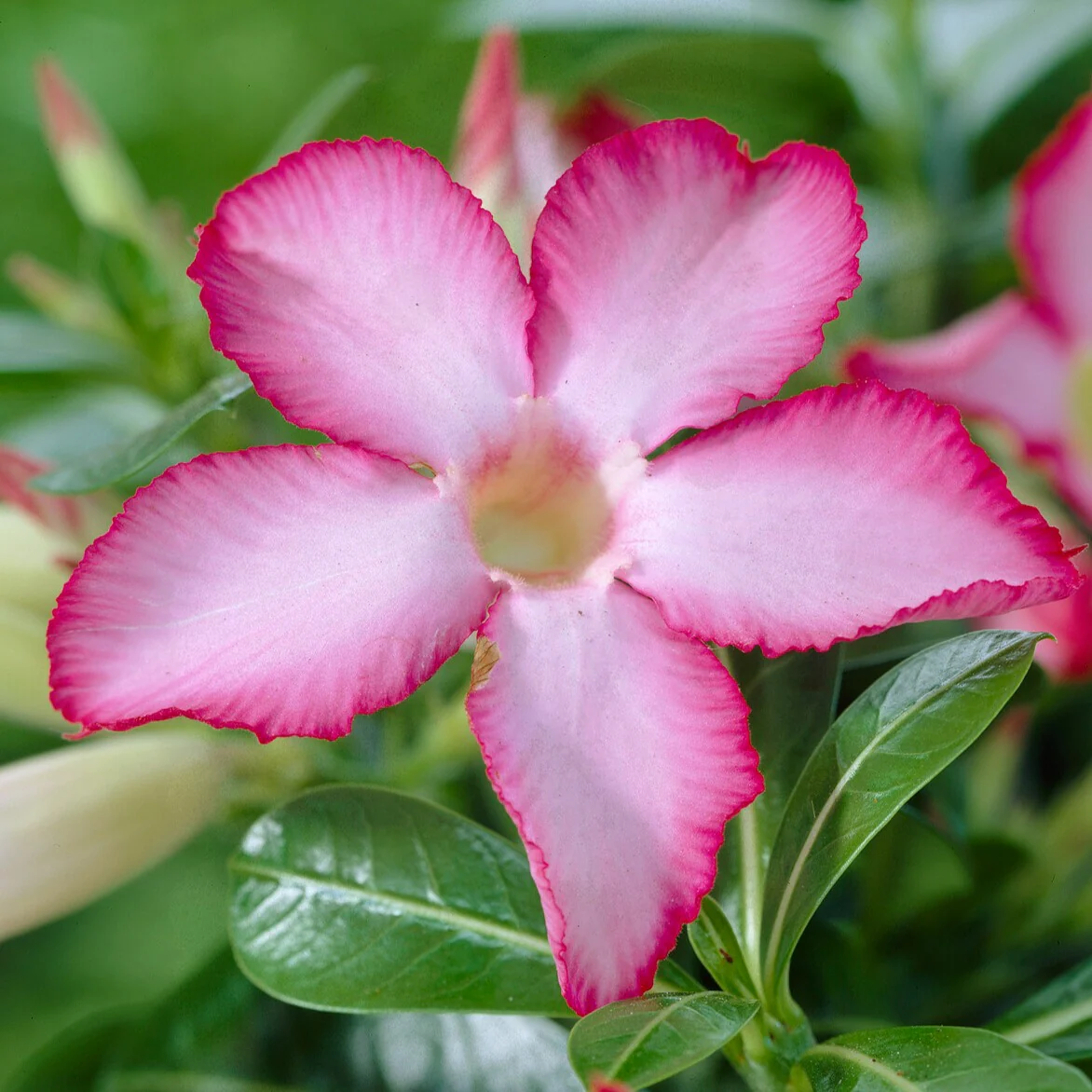 Rose du désert - Image 3