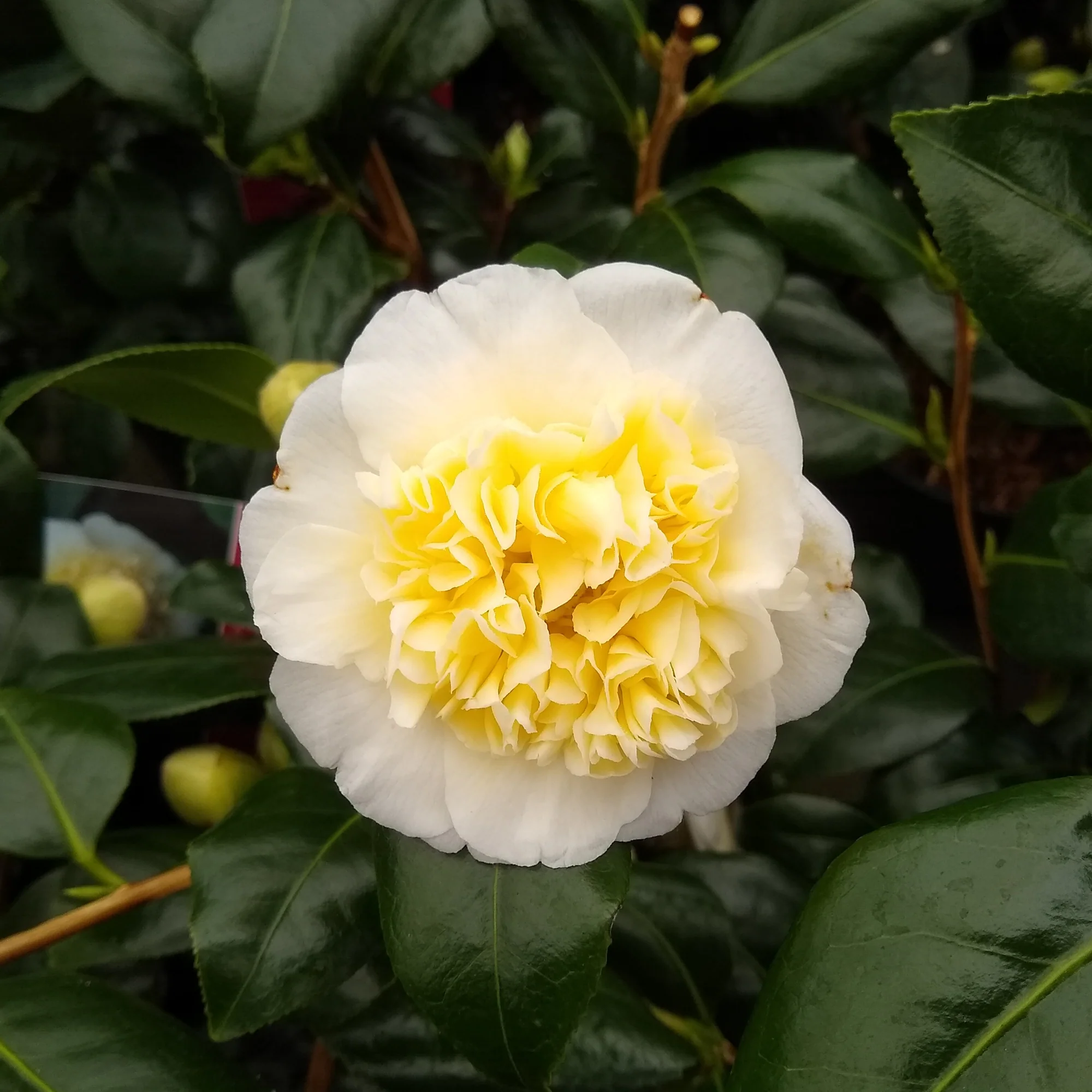 Rose du Japon Camellia 'Brushfields Yellow' blanc-jaune - Image 3