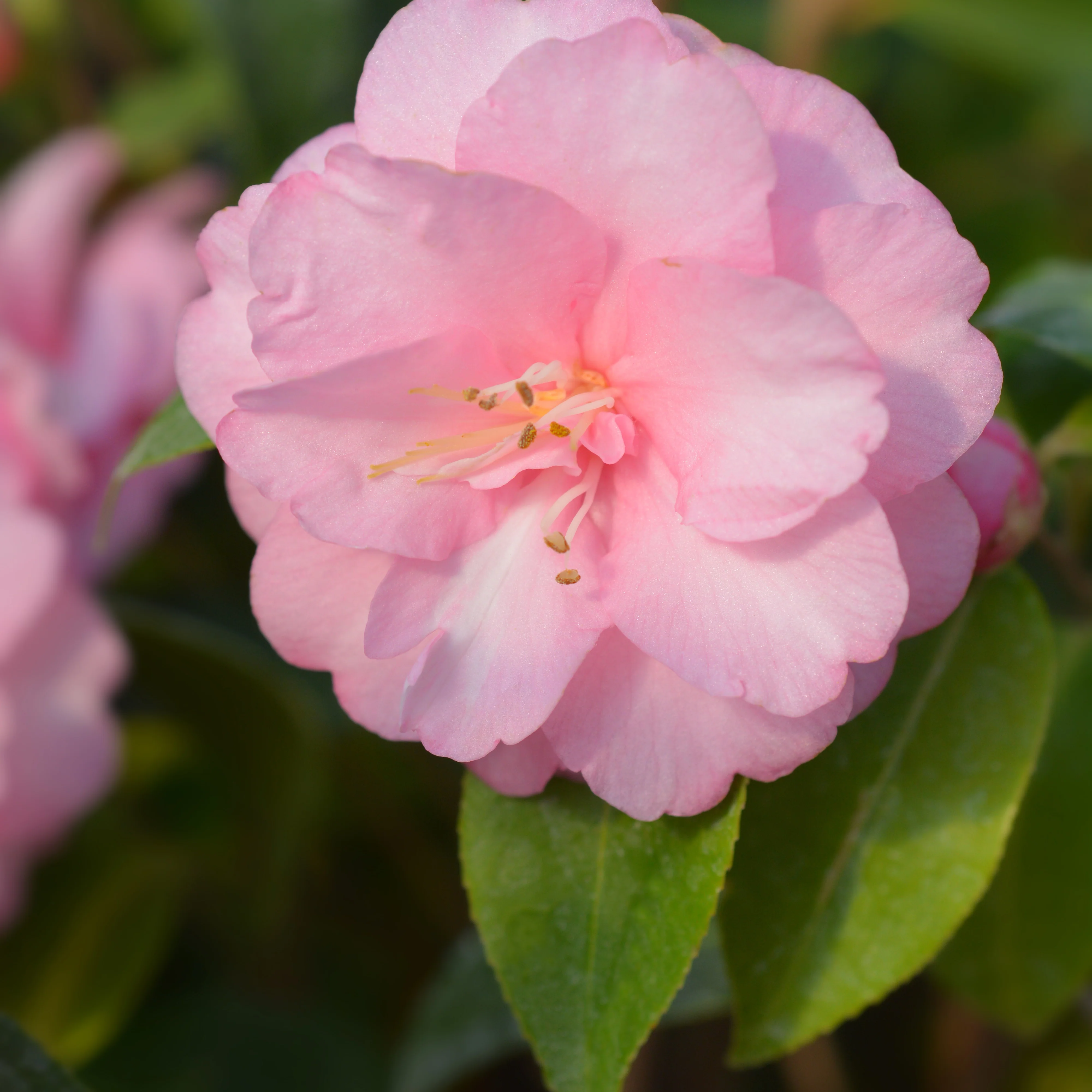 Rose du Japon Camellia 'Spring Festival' rose