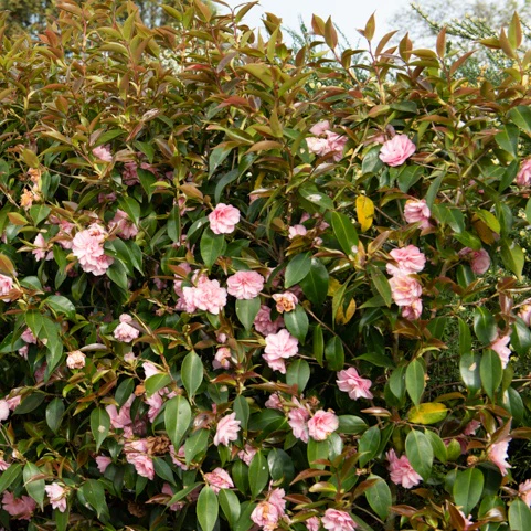 Rose du Japon Camellia 'Spring Festival' rose - Image 2