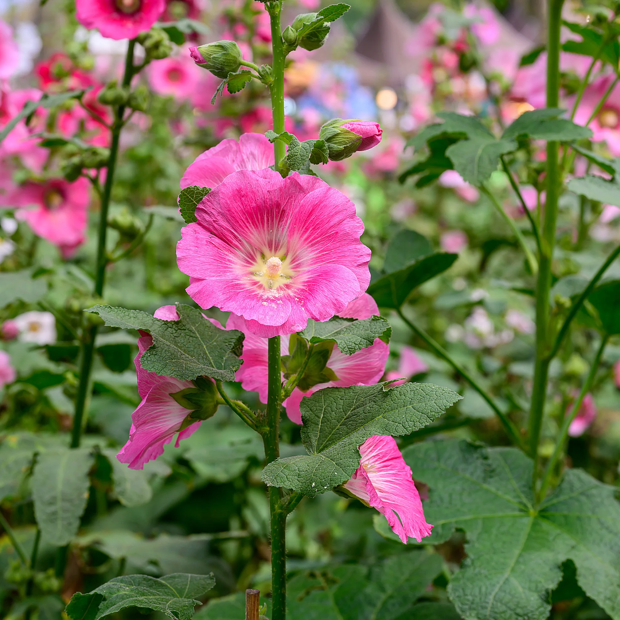 Rose trémière