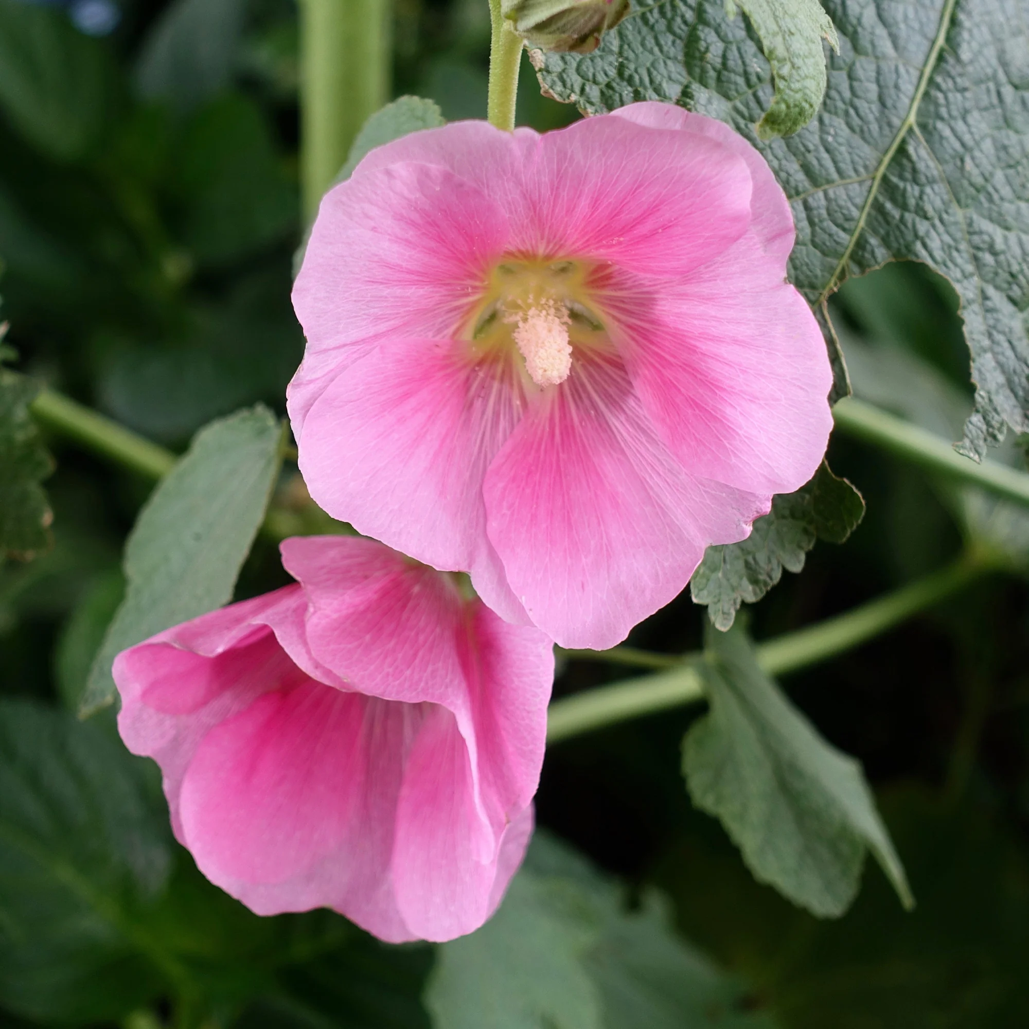 Rose trémière - Image 2