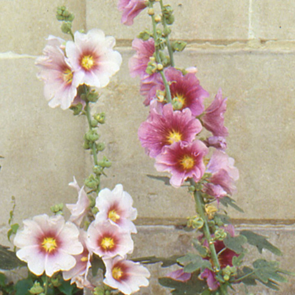 Rose trémière à feuilles de figuier