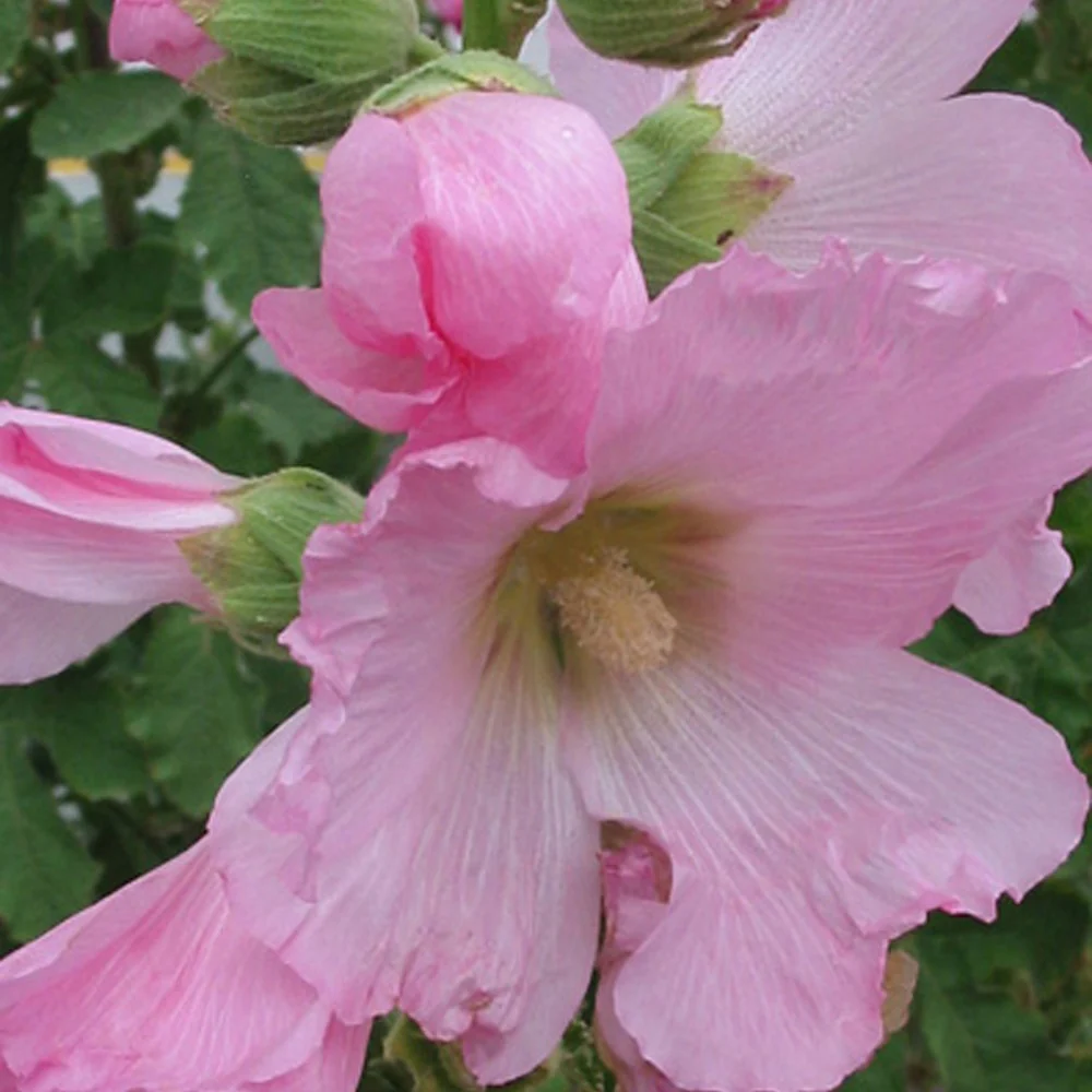 Rose trémière à feuilles de figuier - Image 2
