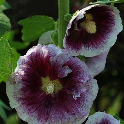 Rose trémière Crème de Cassis