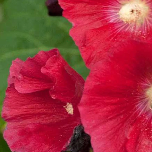 Rose trémière Mars Magic