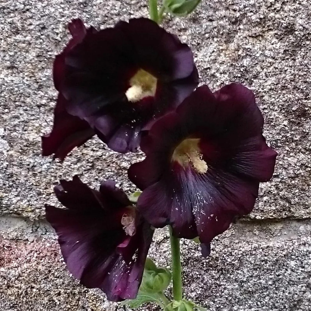 Rose trémière noire