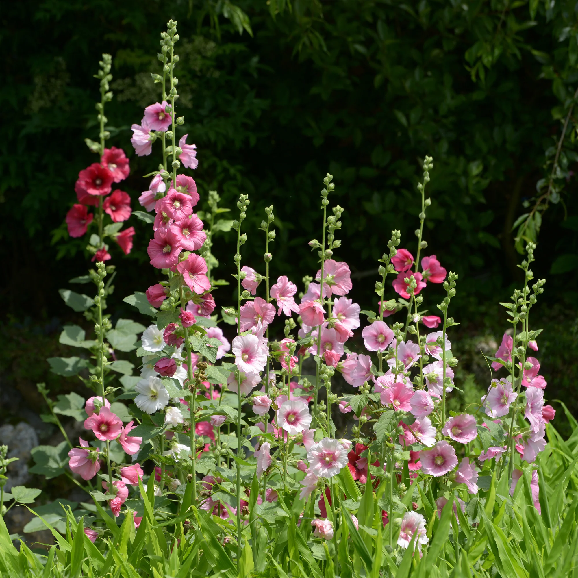 Rose trémière Simplex - Image 2