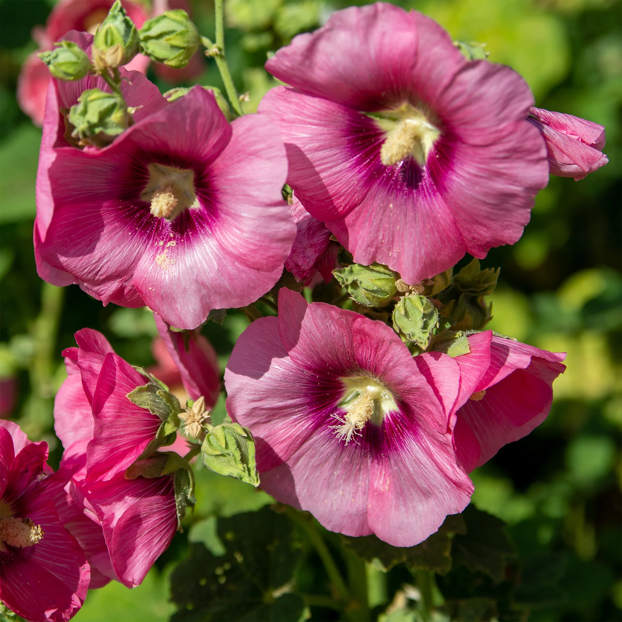 Rose trémière Simplex - Image 3