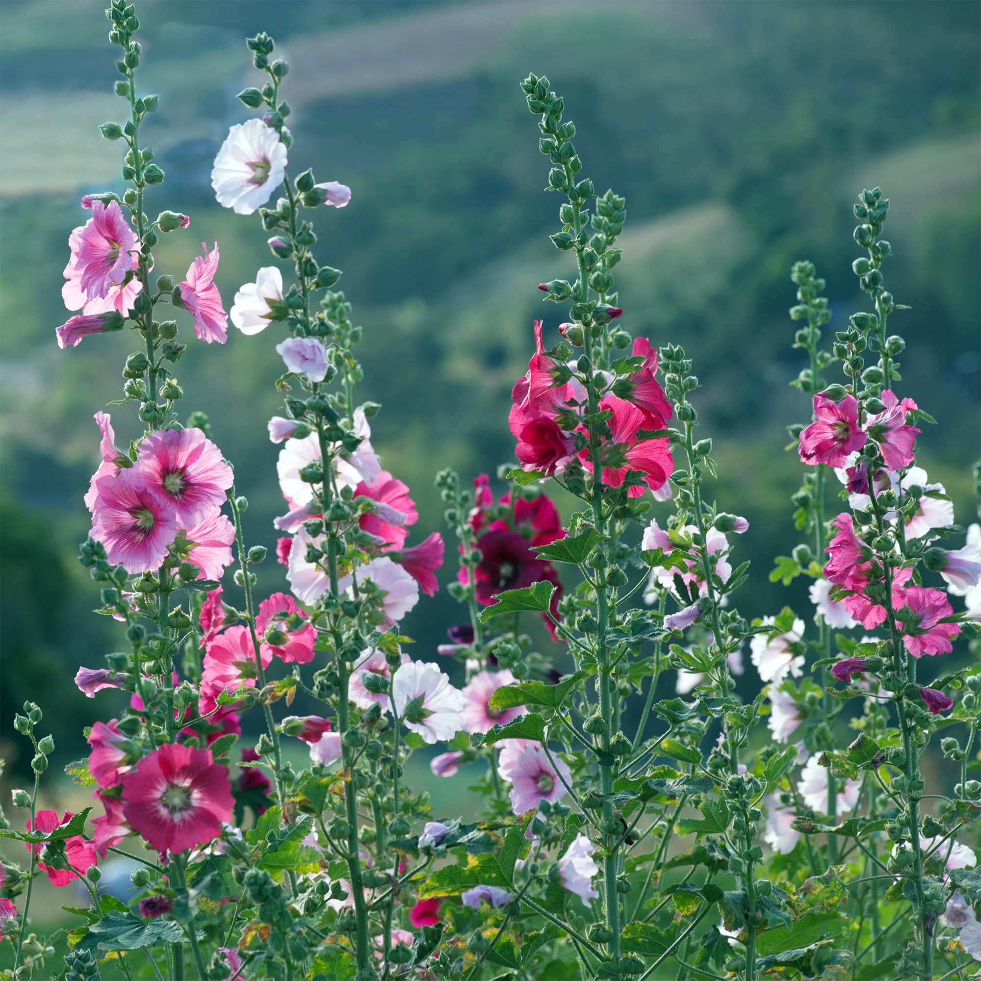 Rose trémière Simplex - Image 4