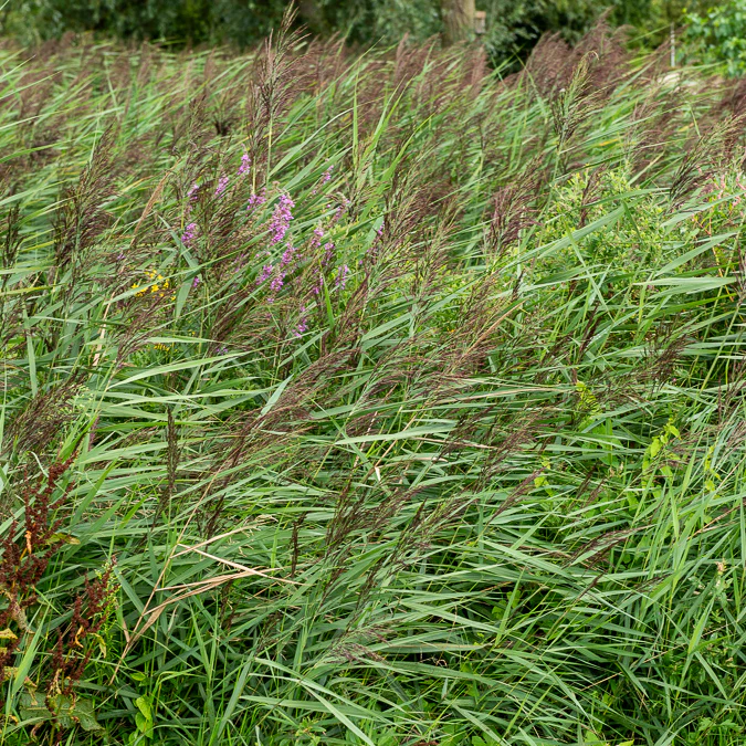 Roseau commun - Image 3