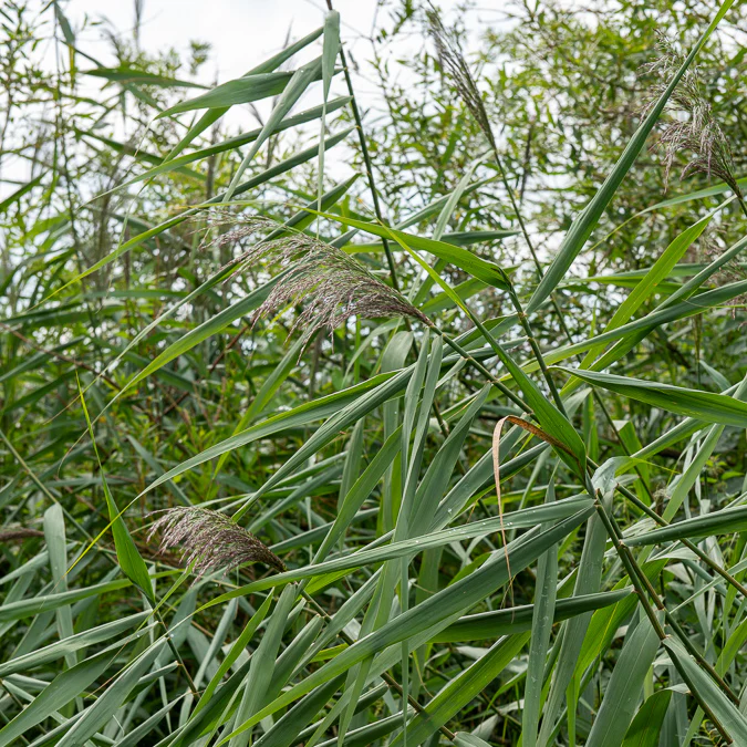 Roseau commun - Image 4