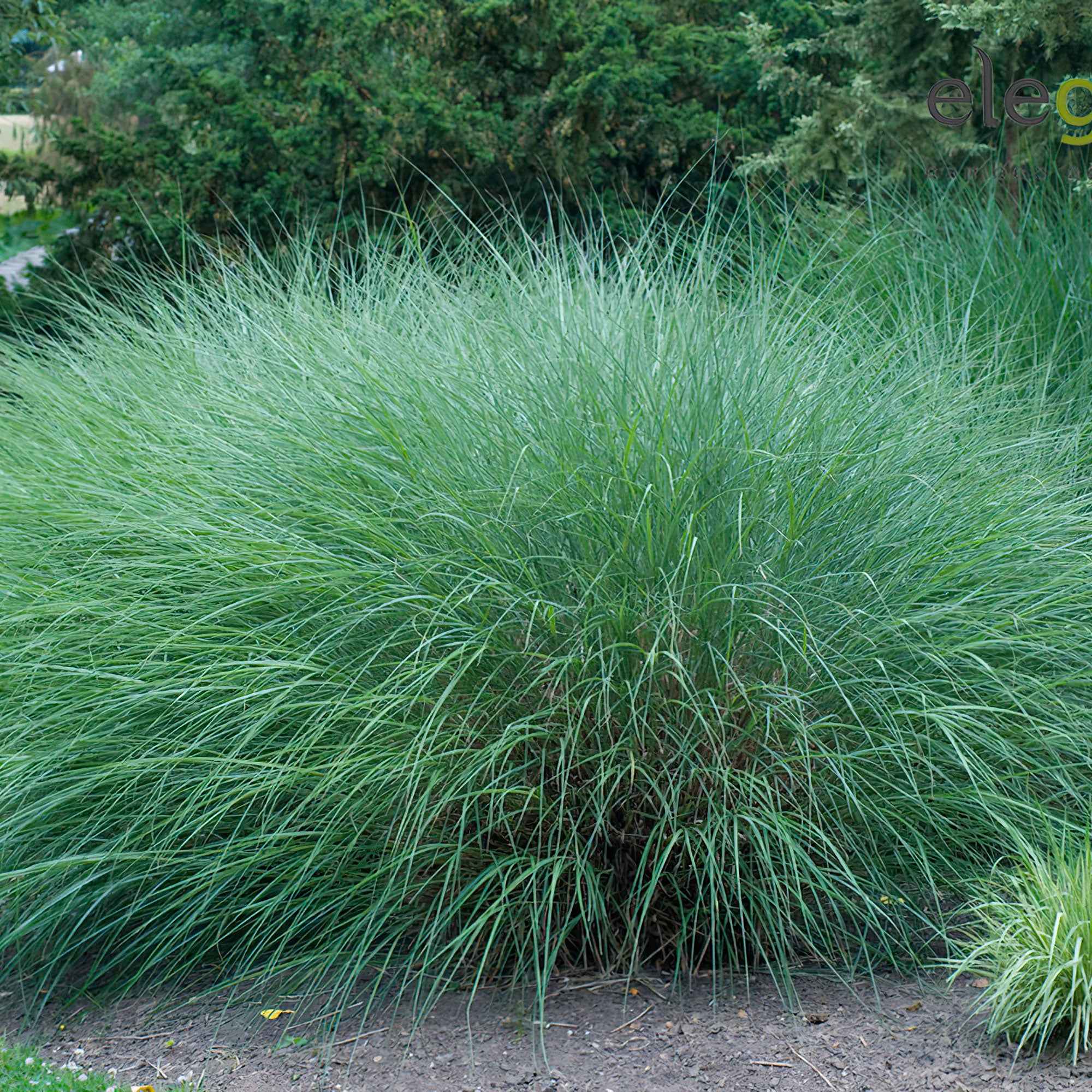 Roseau de Chine 'Gracillimus' - Image 3
