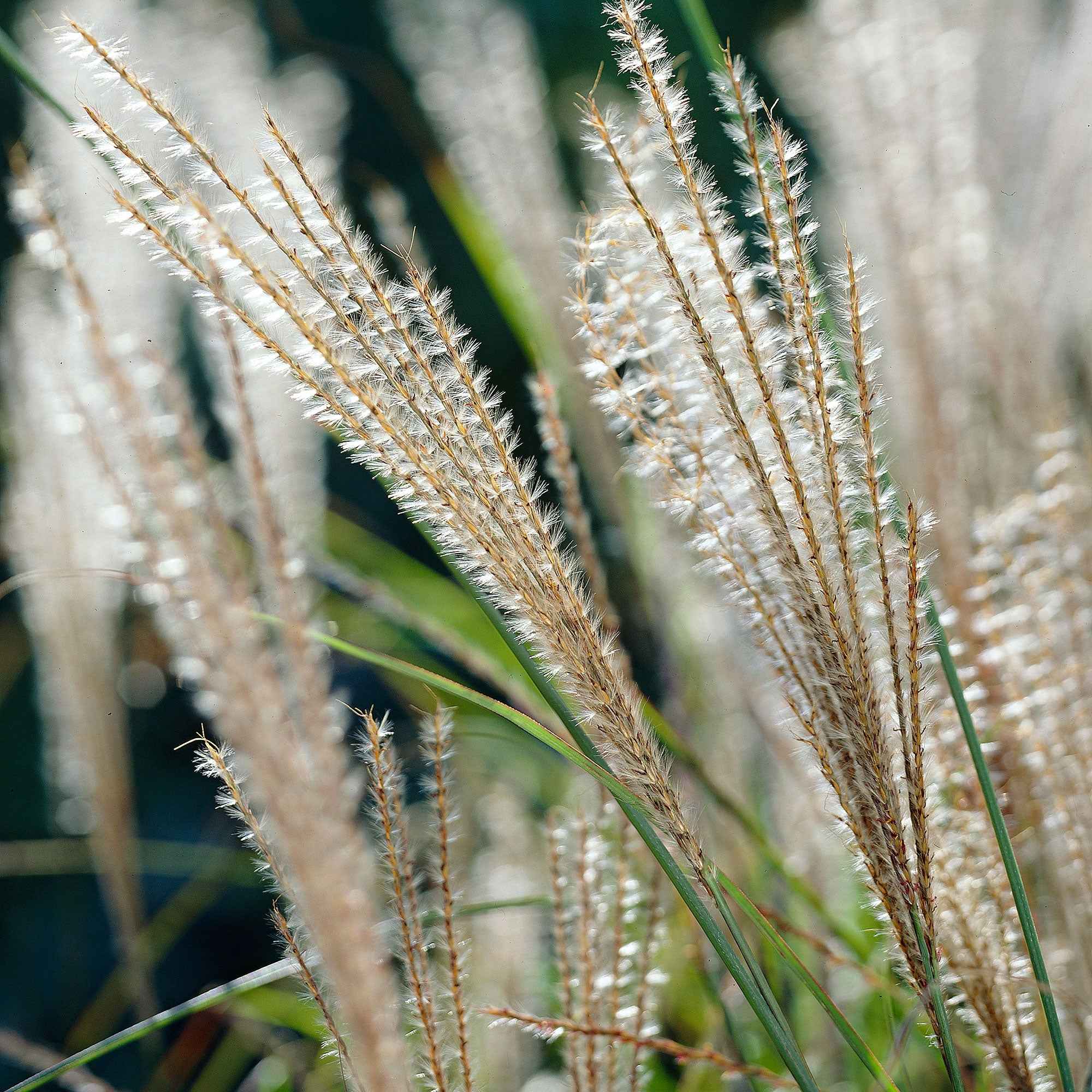 Roseau de Chine 'Gracillimus' - Image 4