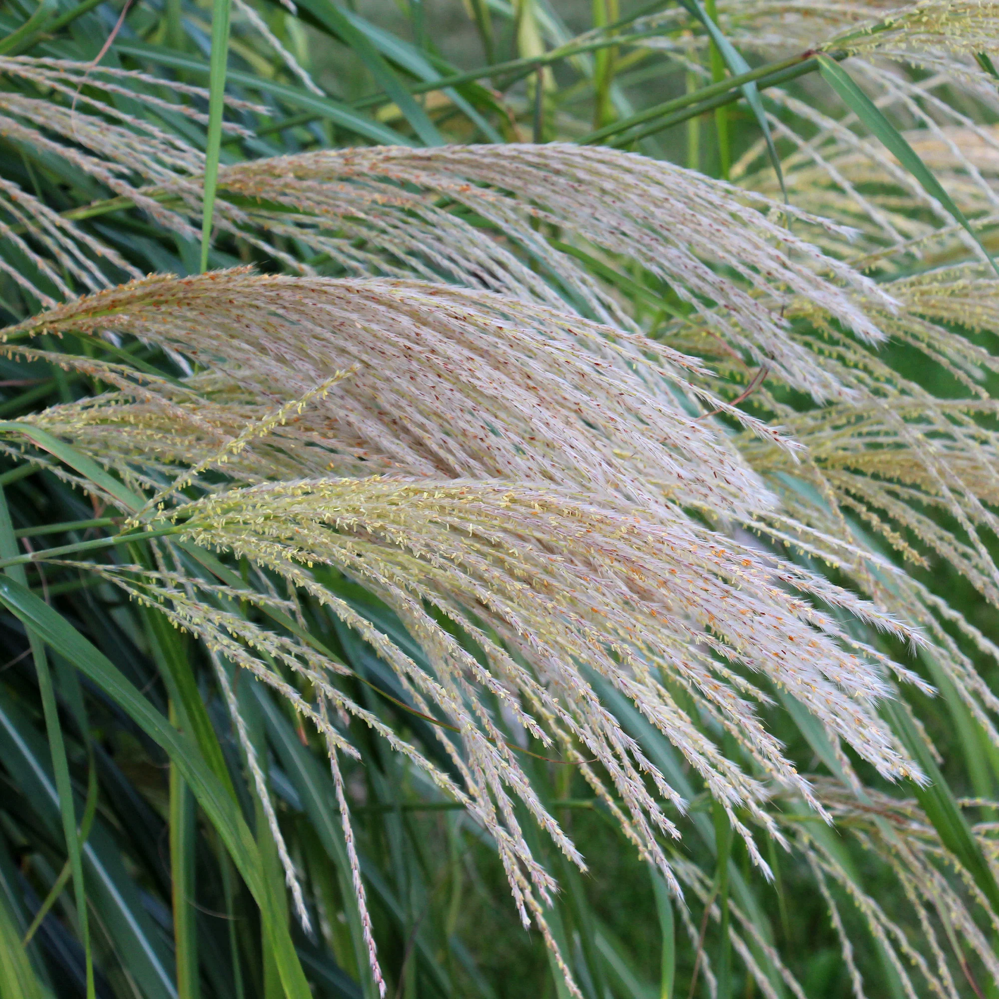Roseau de Chine 'Gracillimus' - Image 5