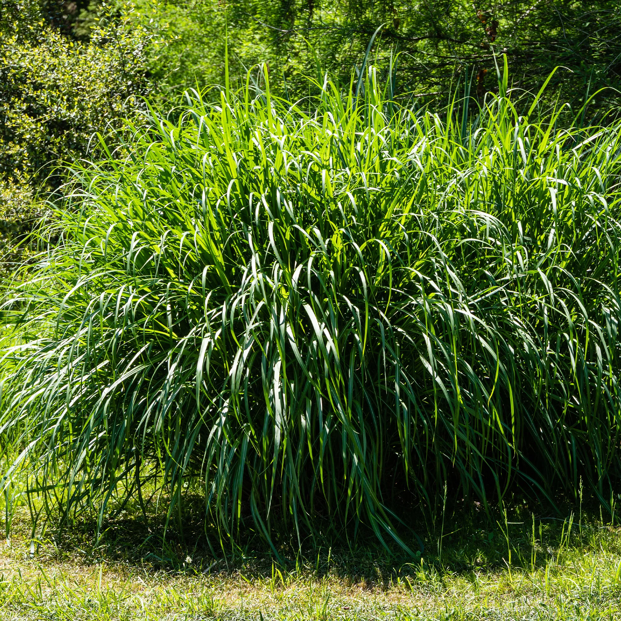 Roseau de Chine 'Gracillimus' - Image 6