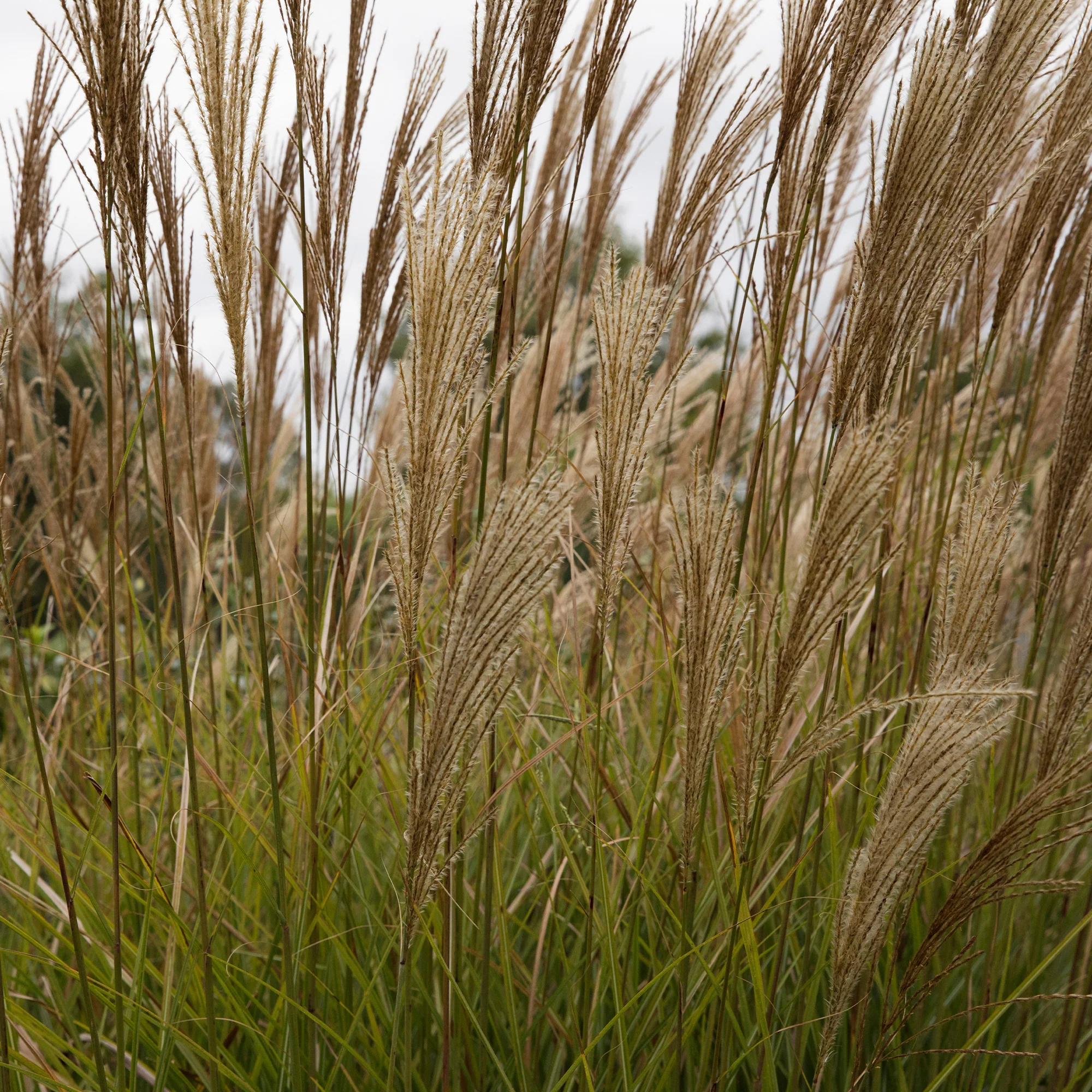 Roseau de Chine 'Gracillimus' - Image 7
