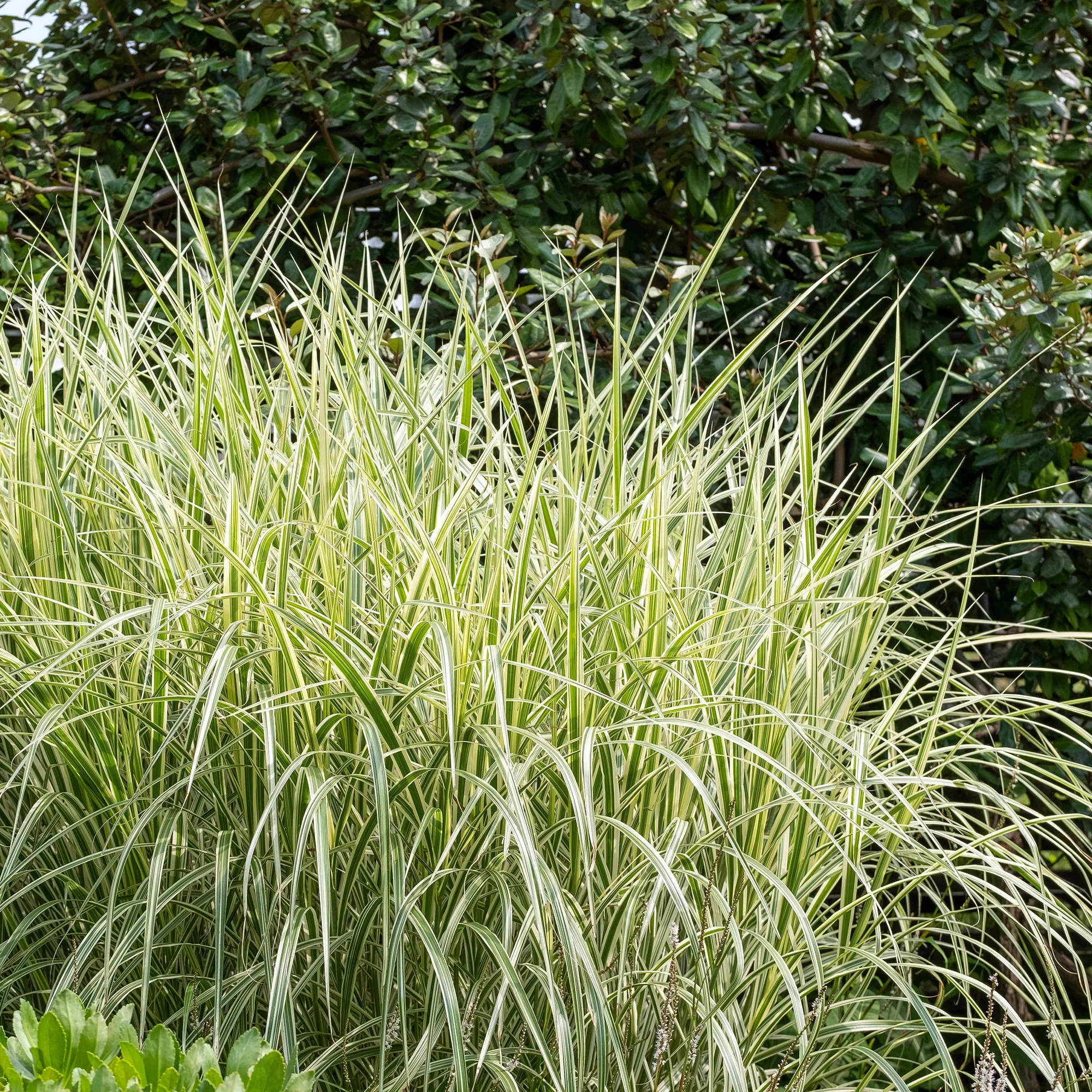Roseau de Chine 'Variegatus' - Image 2