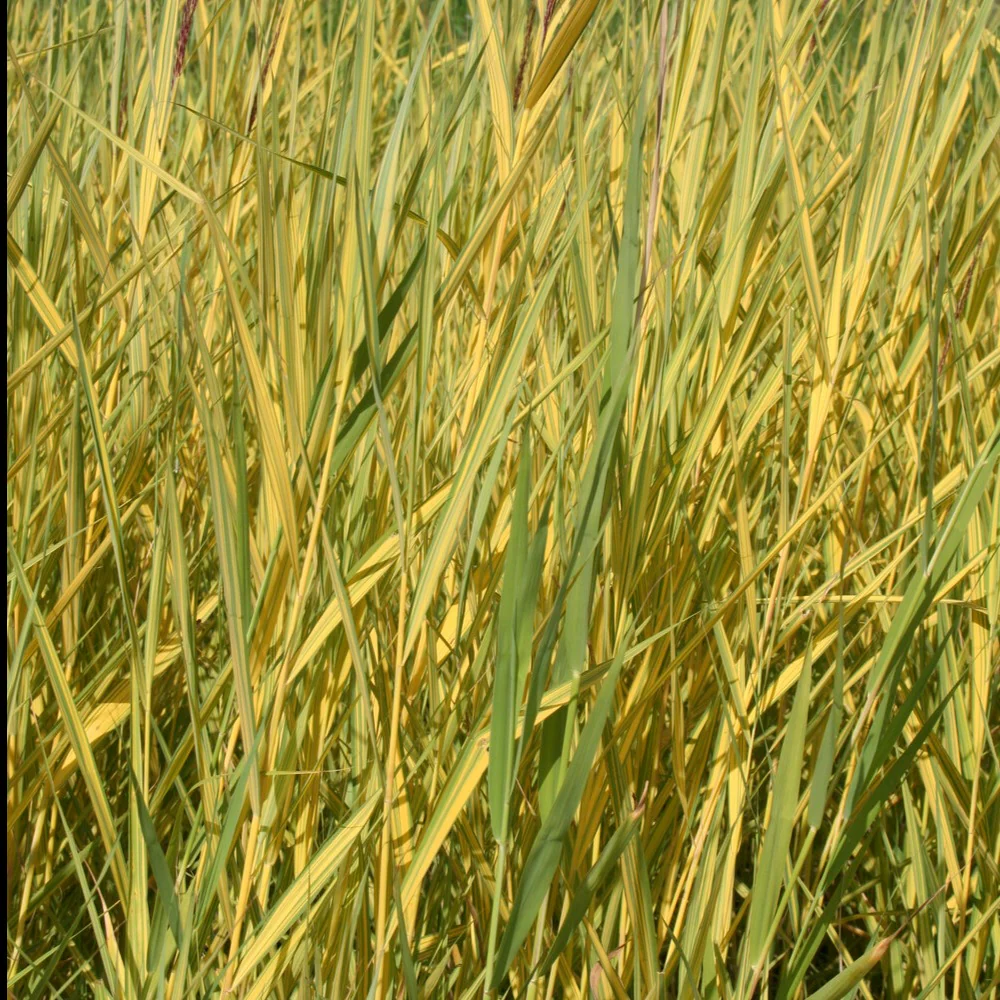 Roseau panaché - Image 2