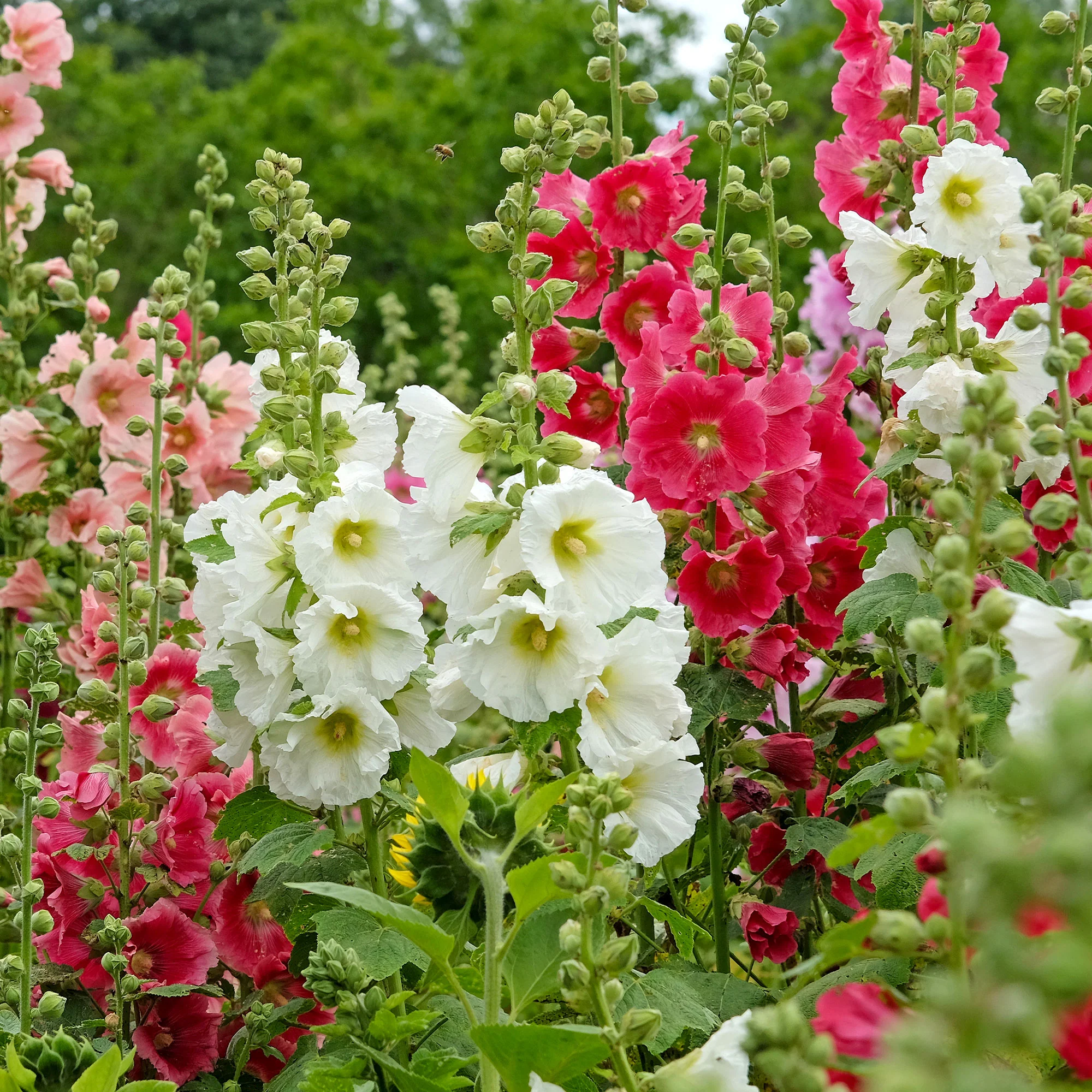 Roses trémières simples Antwerp Stars en mélange