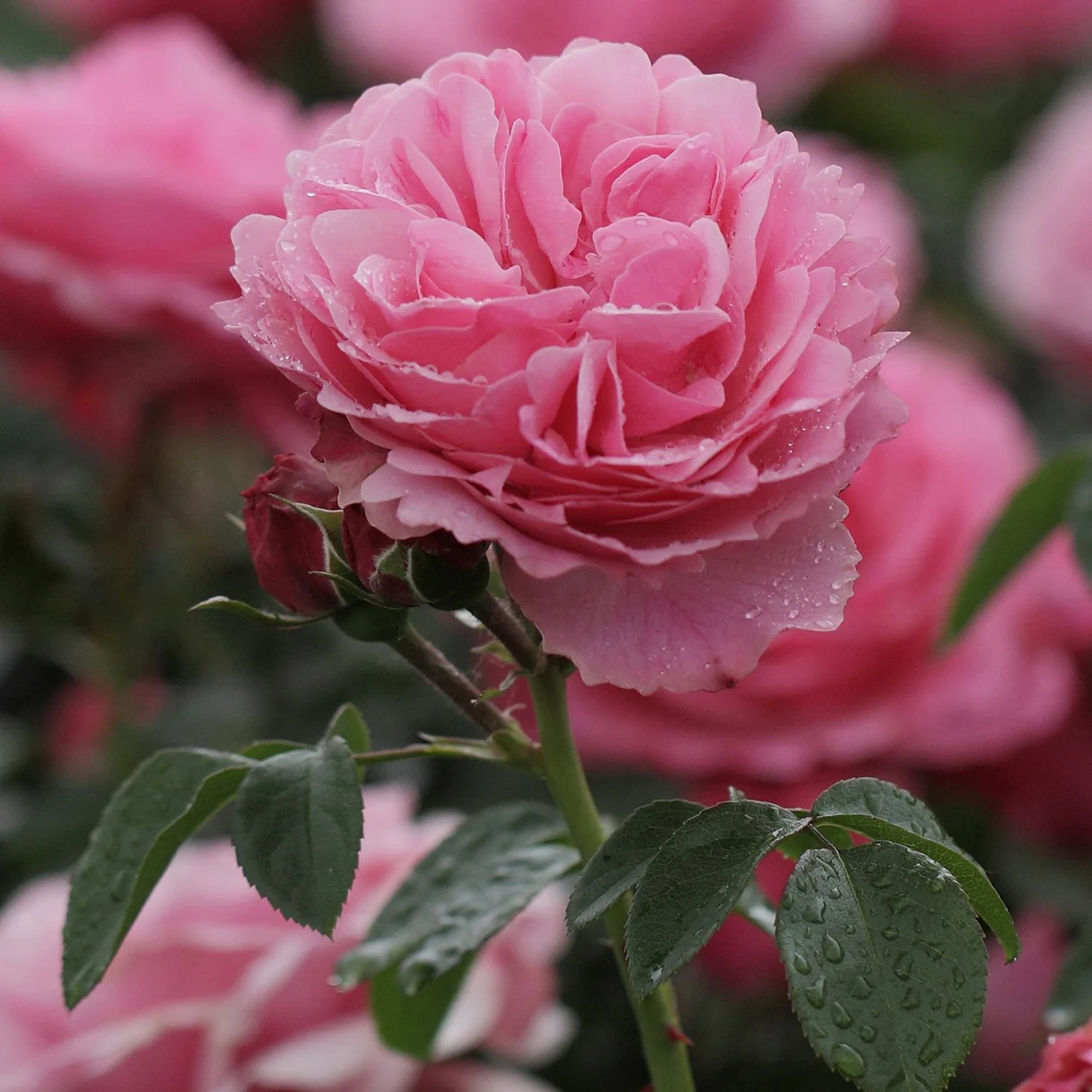 Rosier à fleurs groupées 'Leonard de Vinci' - Image 4