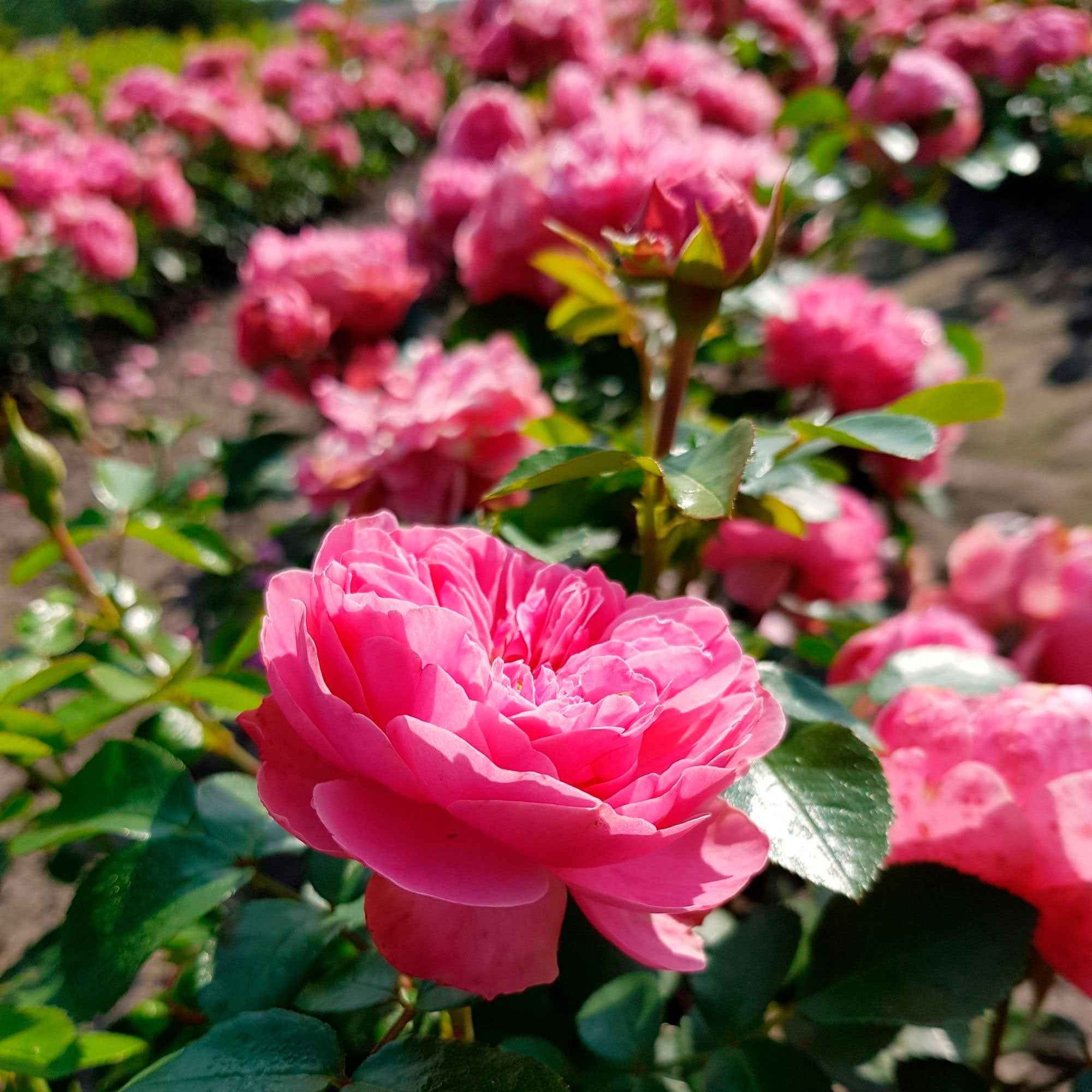 Rosier à fleurs groupées 'Leonard de Vinci' - Image 5