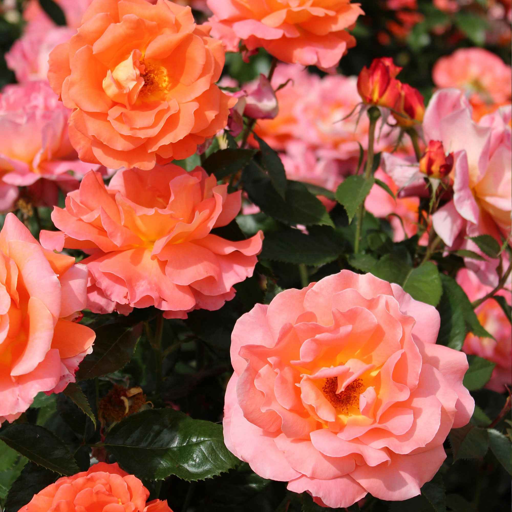 Rosier à grandes fleurs 'Augusta Louise'