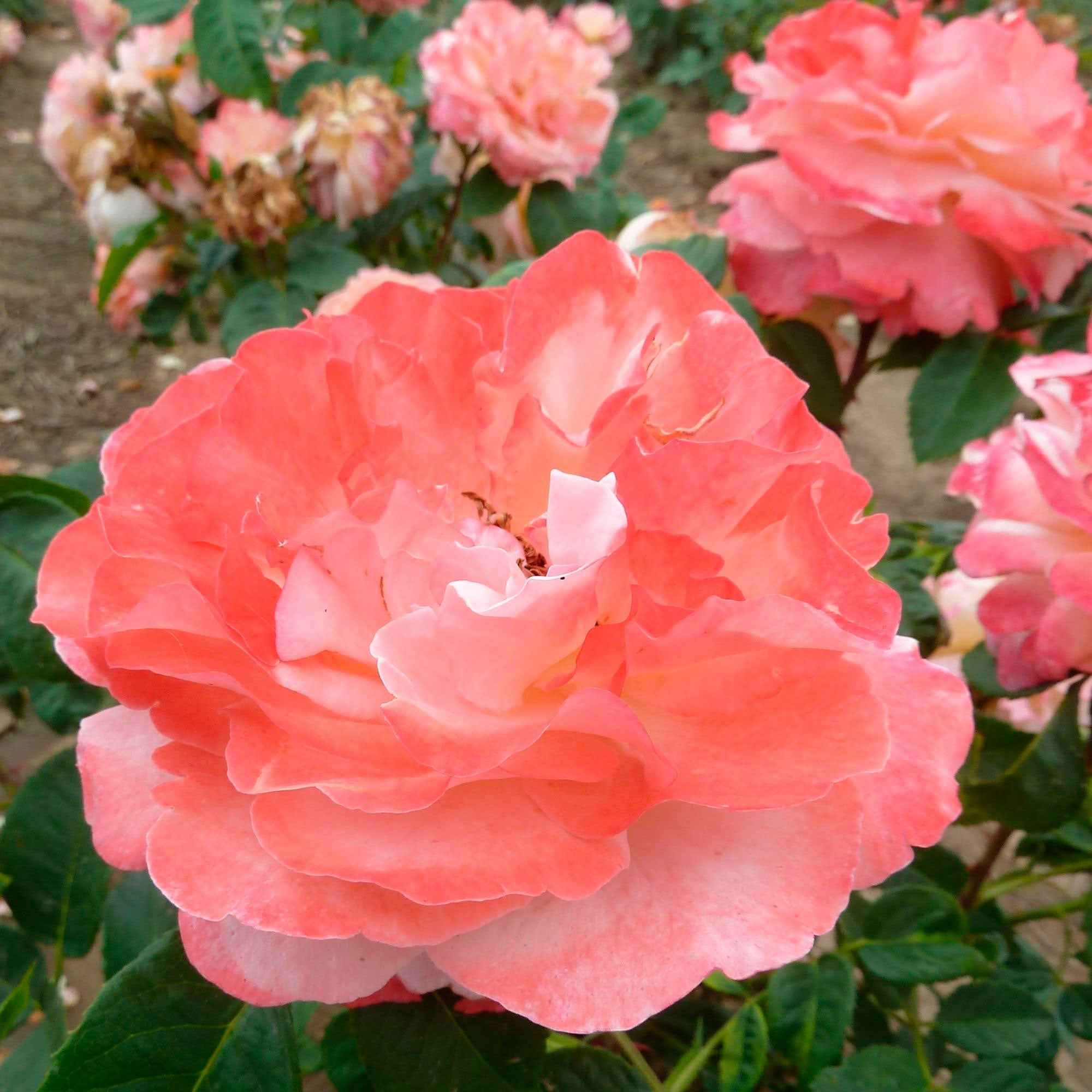 Rosier à grandes fleurs 'Augusta Louise' - Image 2