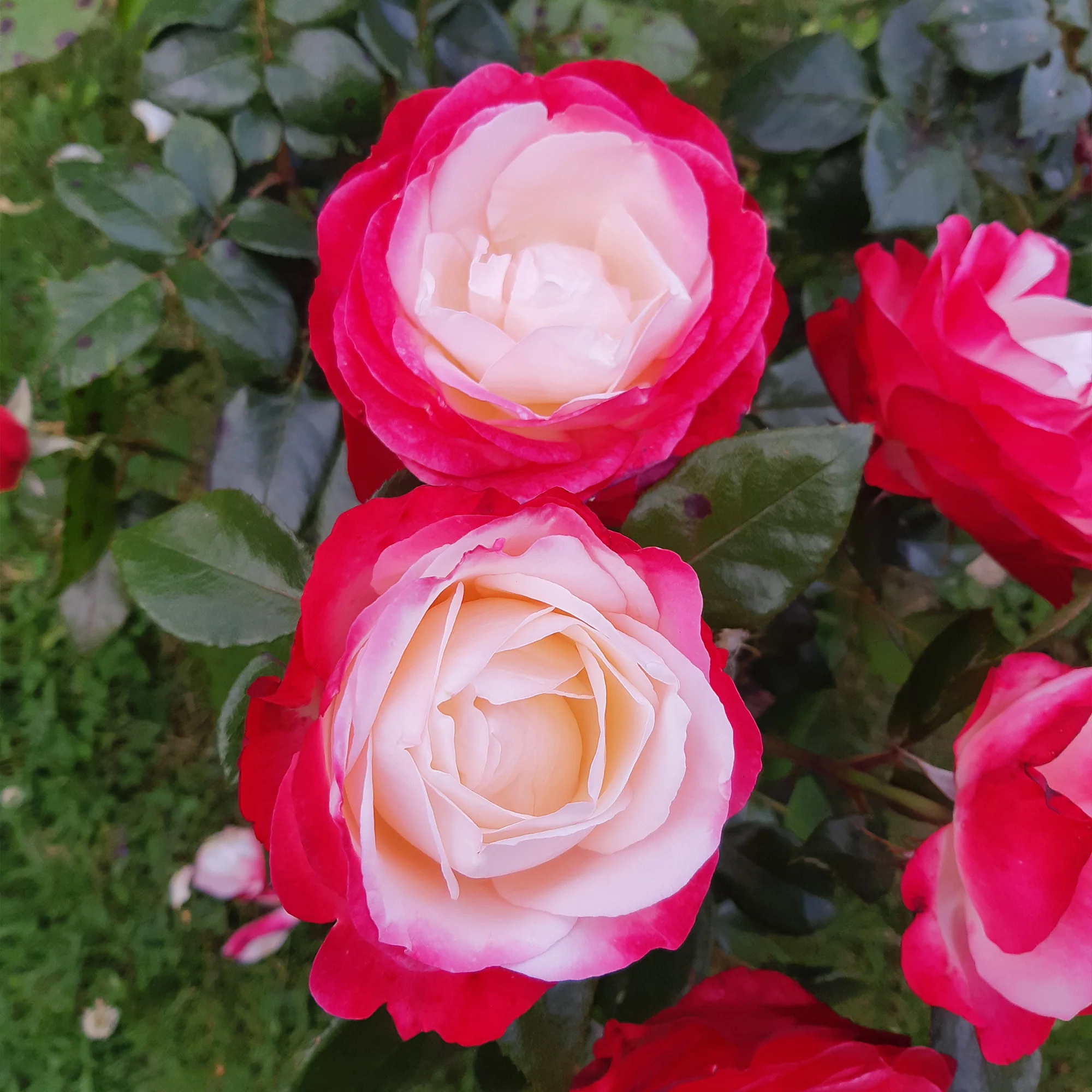 Rosier buisson Nostalgie ® - Image 3