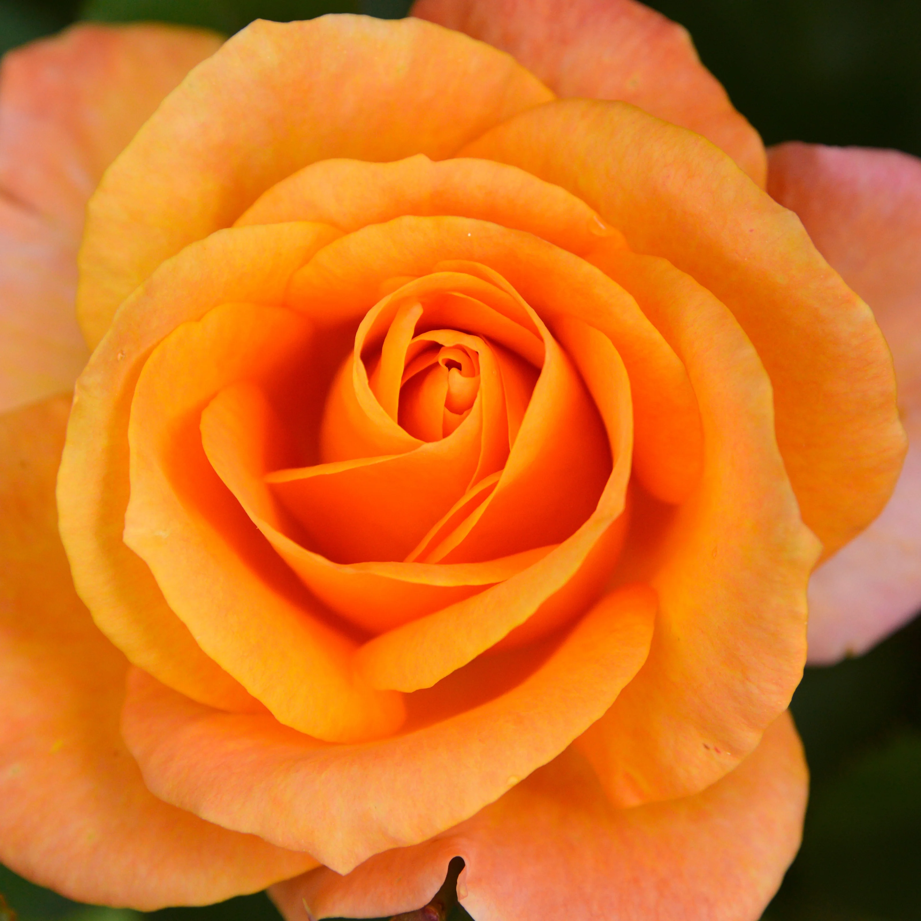 Rosier à massif orange