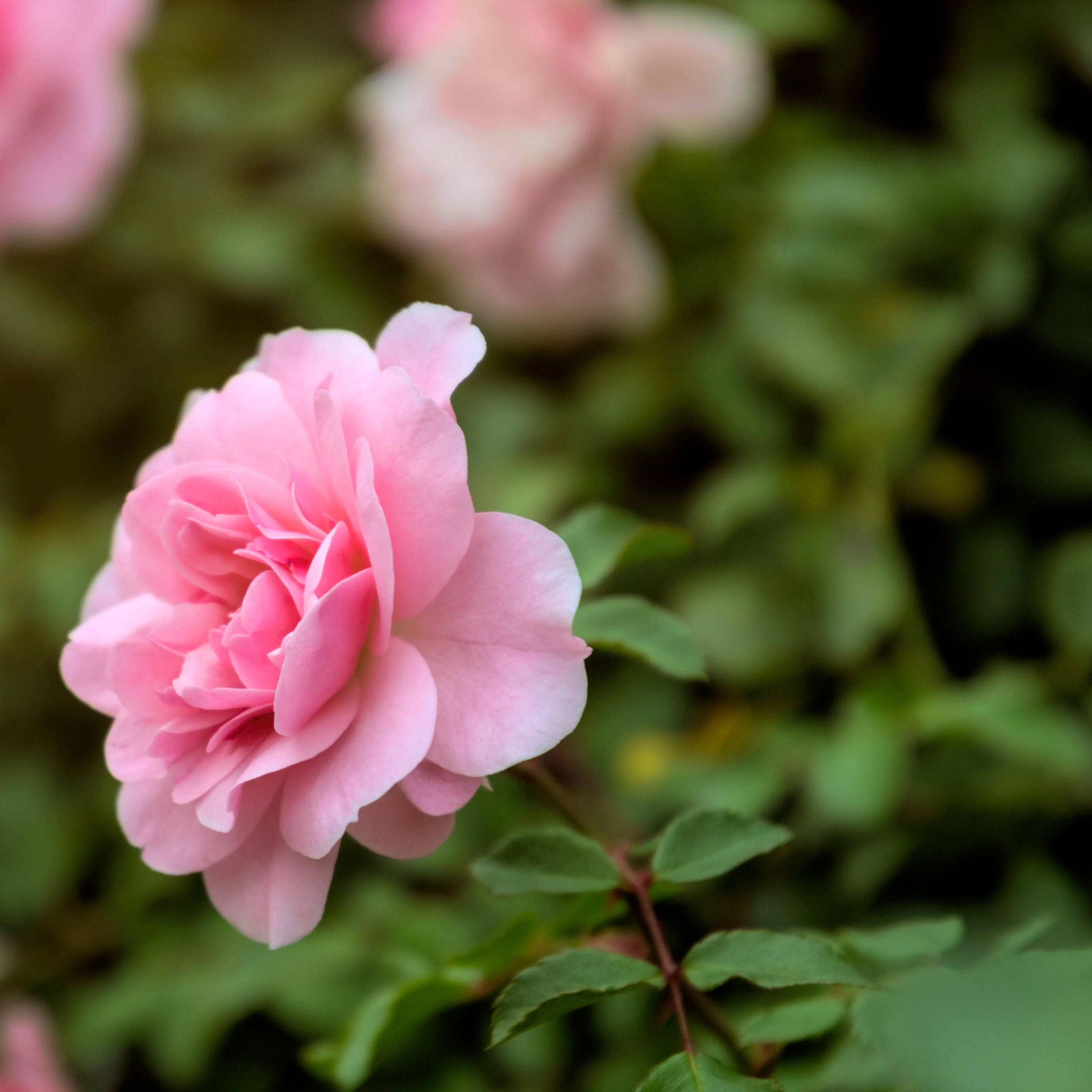 Rosier à massif rose