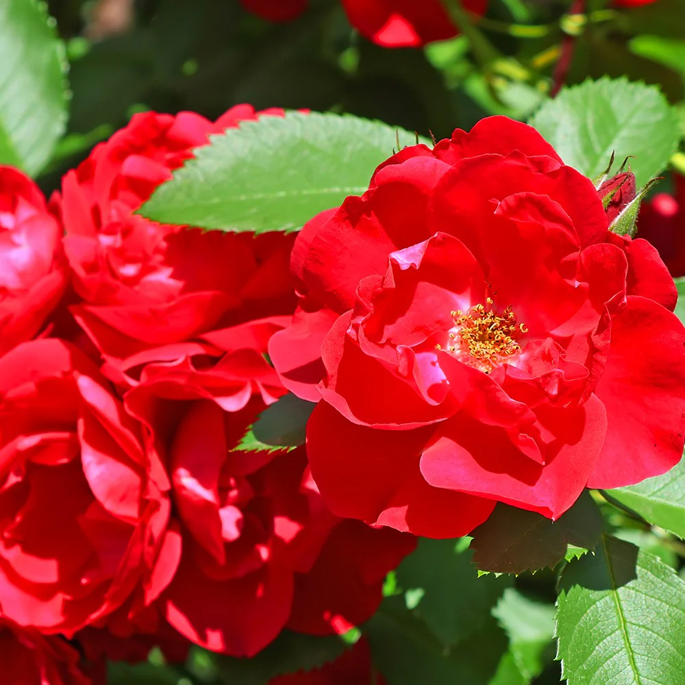 Rosier à massif rouge - Image 2