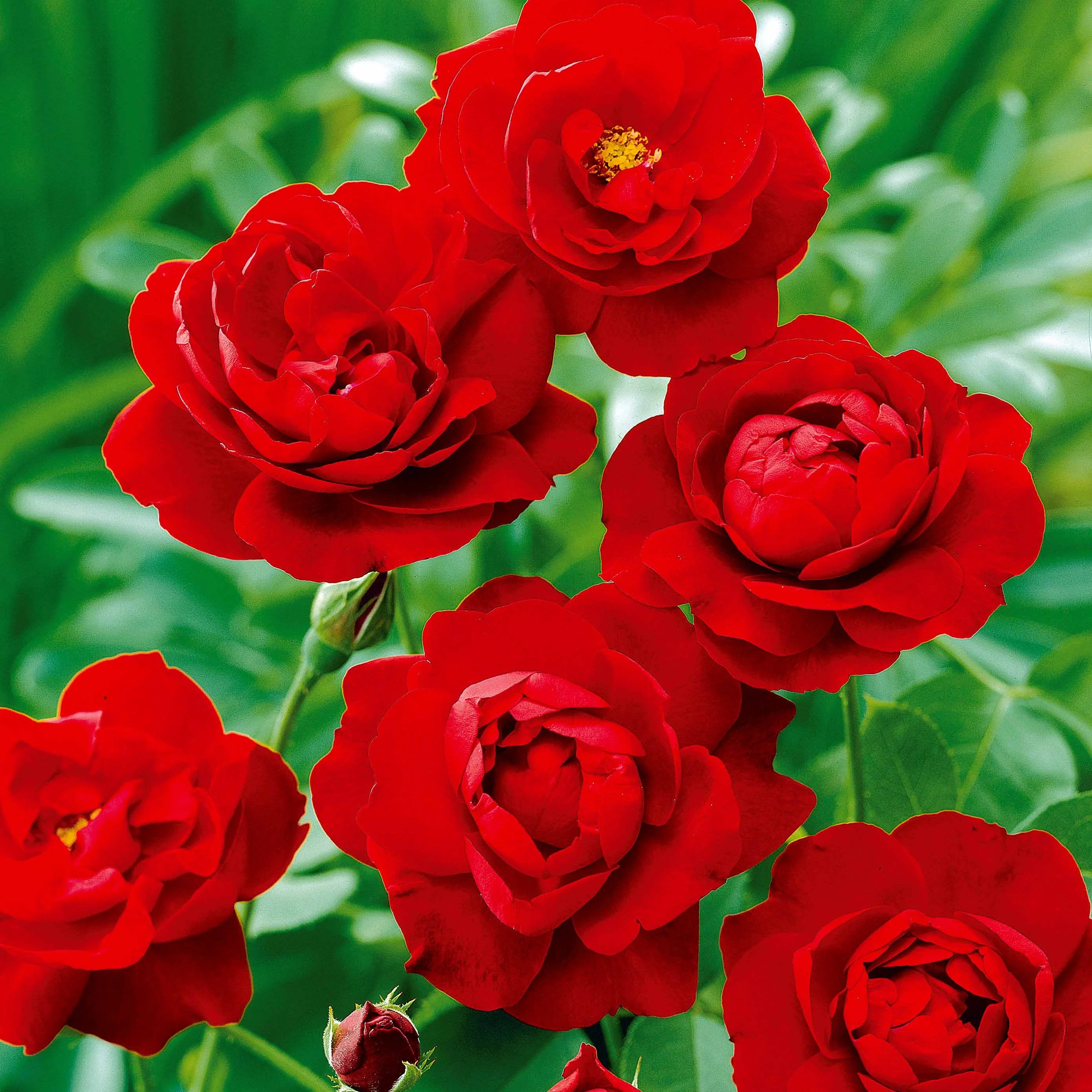 Rosier à massif rouge - Image 3
