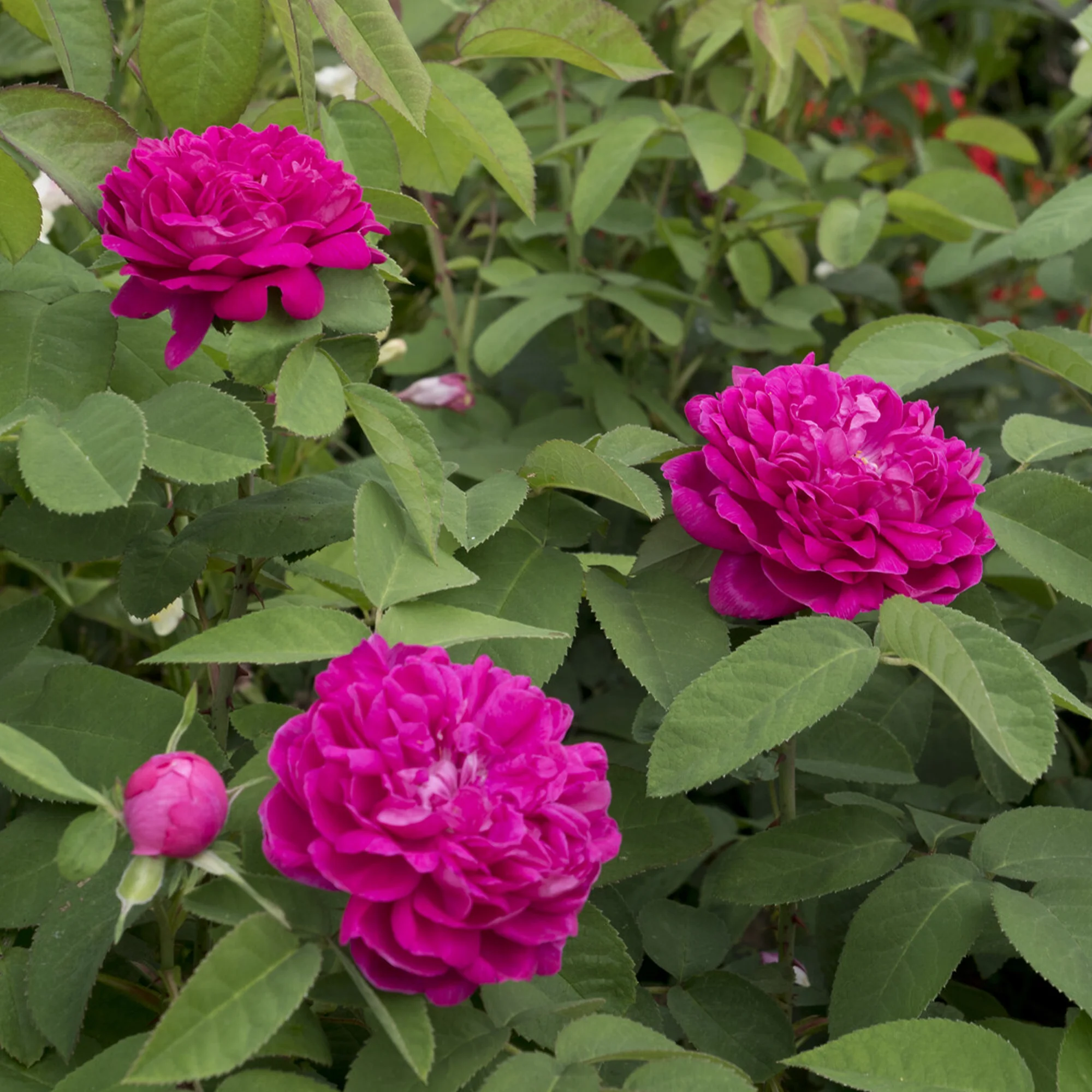 Rosier ancien Rose de Rescht - Image 2