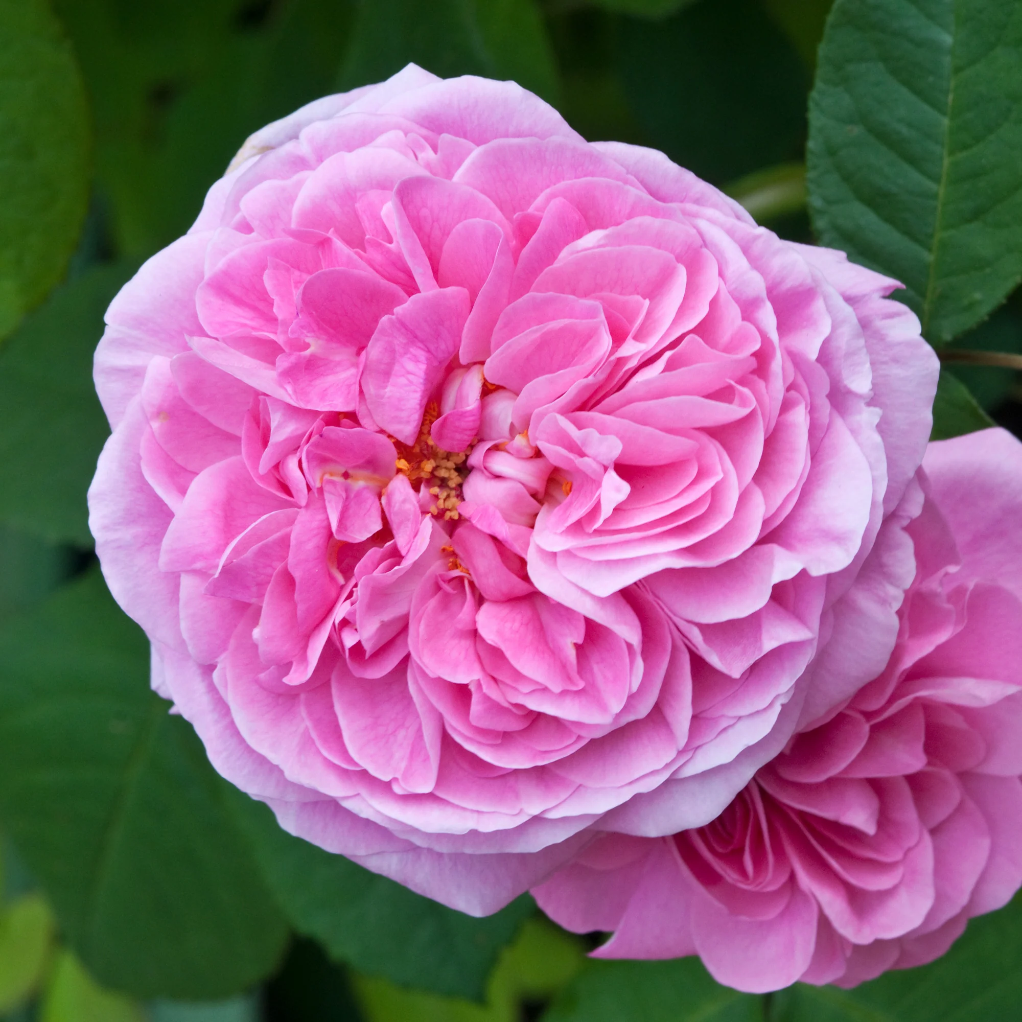 Rosier anglais grimpant Gertrude Jekyll® Ausbord - Image 3