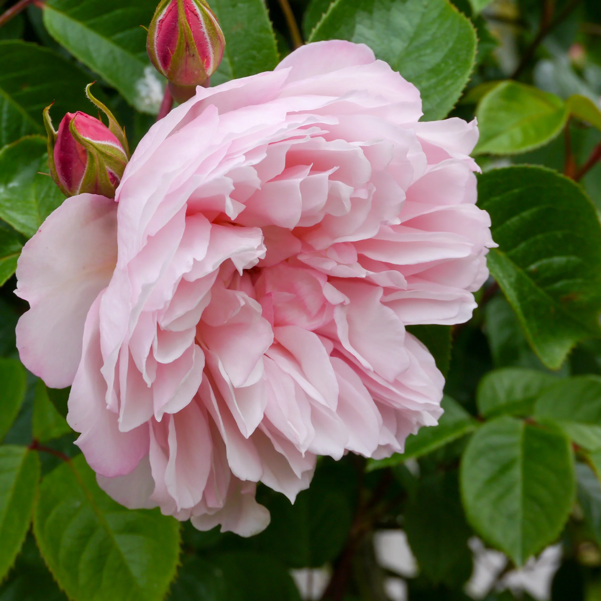 Rosier anglais grimpant The Generous Gardener® Ausdrawn - Image 2