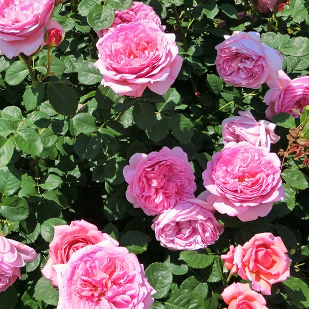 Rosier anglais Her's Ausgreen ®