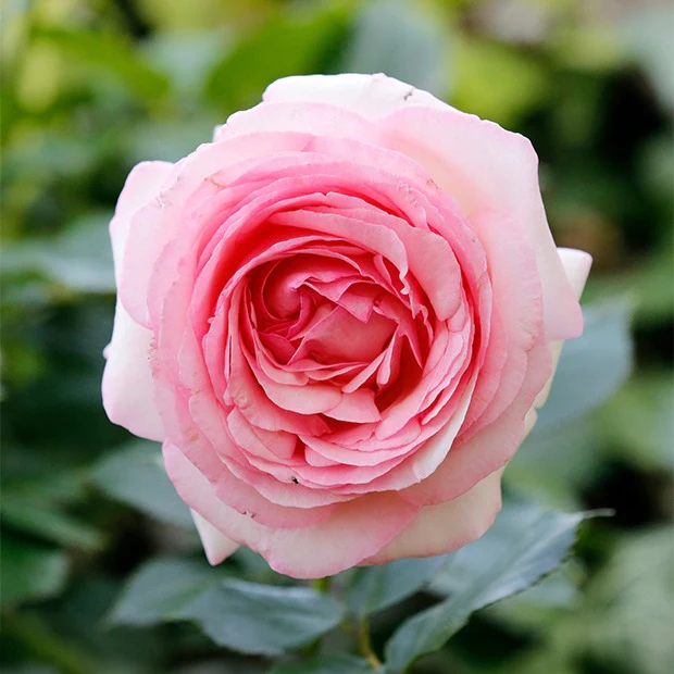 Rosier anglais Her's Ausgreen ® - Image 2