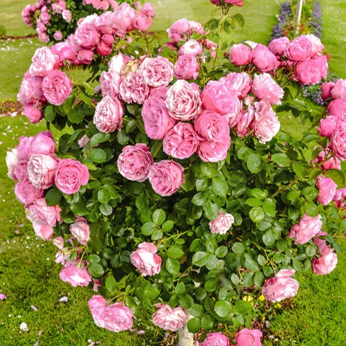 Rosier anglais Her's Ausgreen ® - Image 3