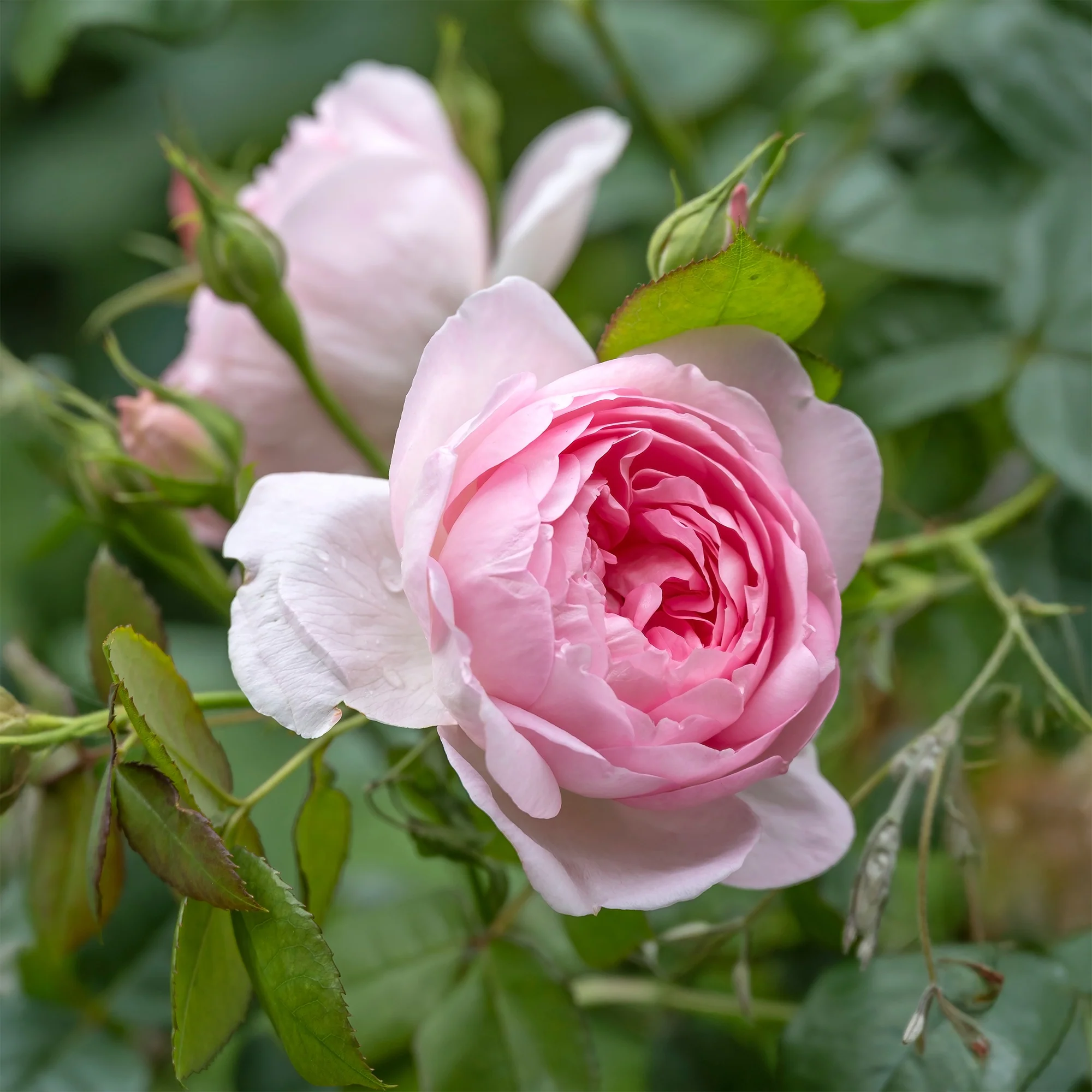 Rosier anglais Her's Ausgreen ® - Image 4