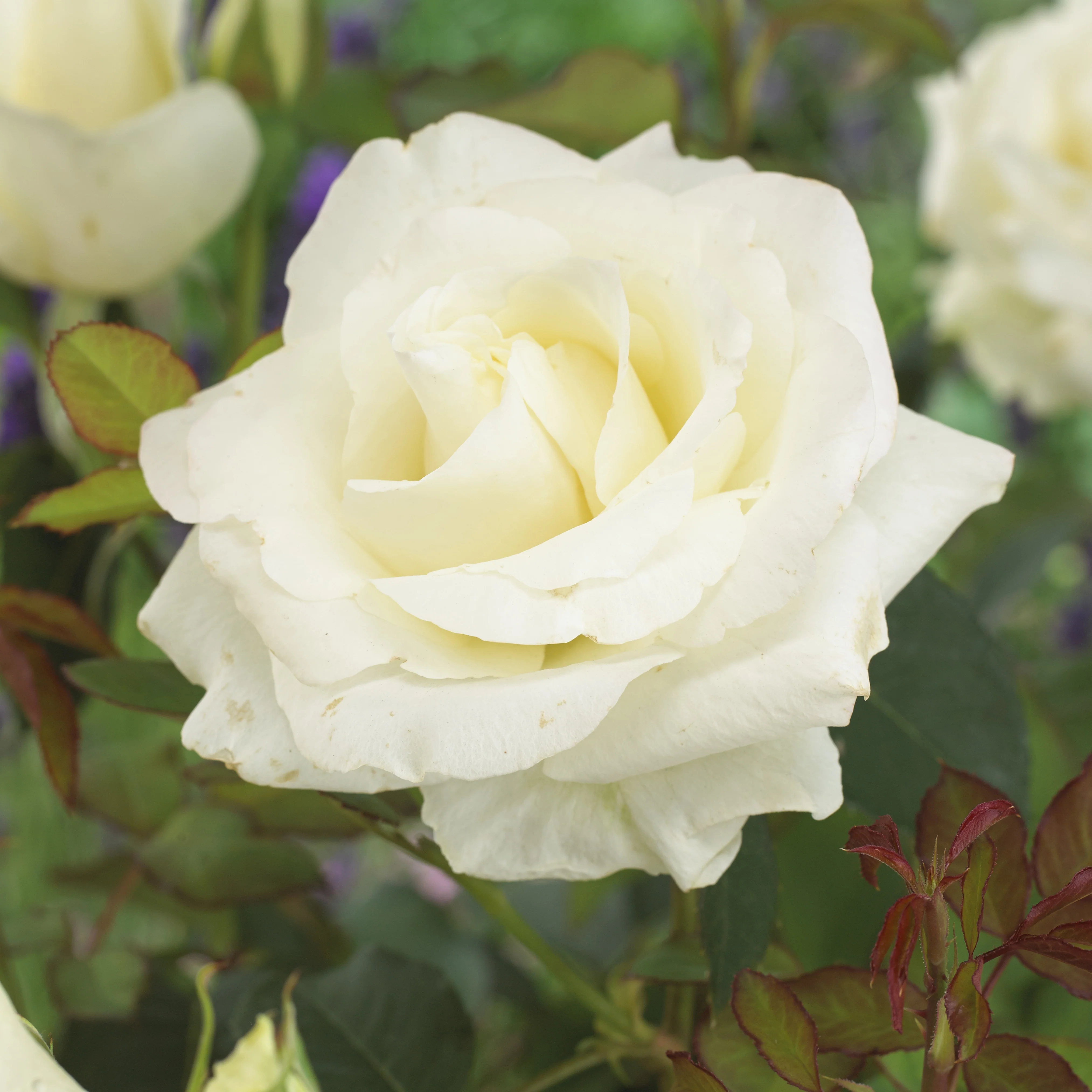 Rosier  Annapurna ®